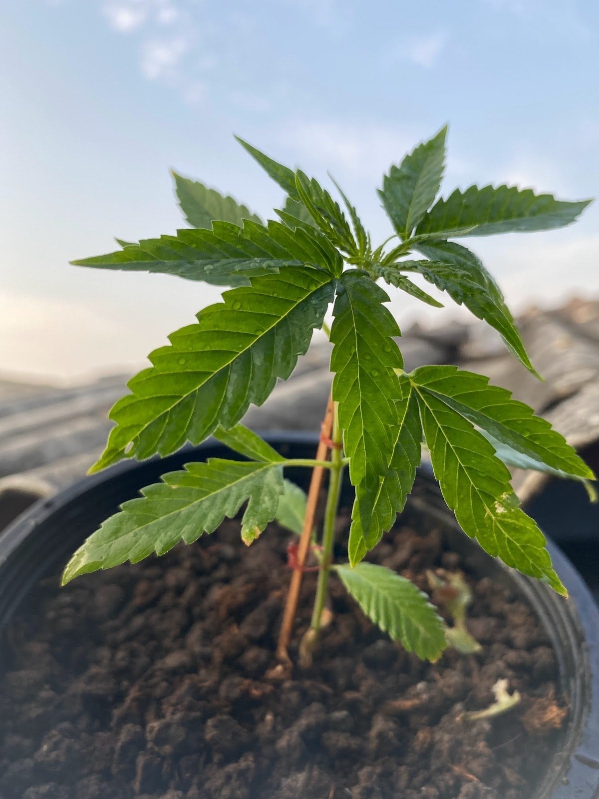 Marijuana Boy