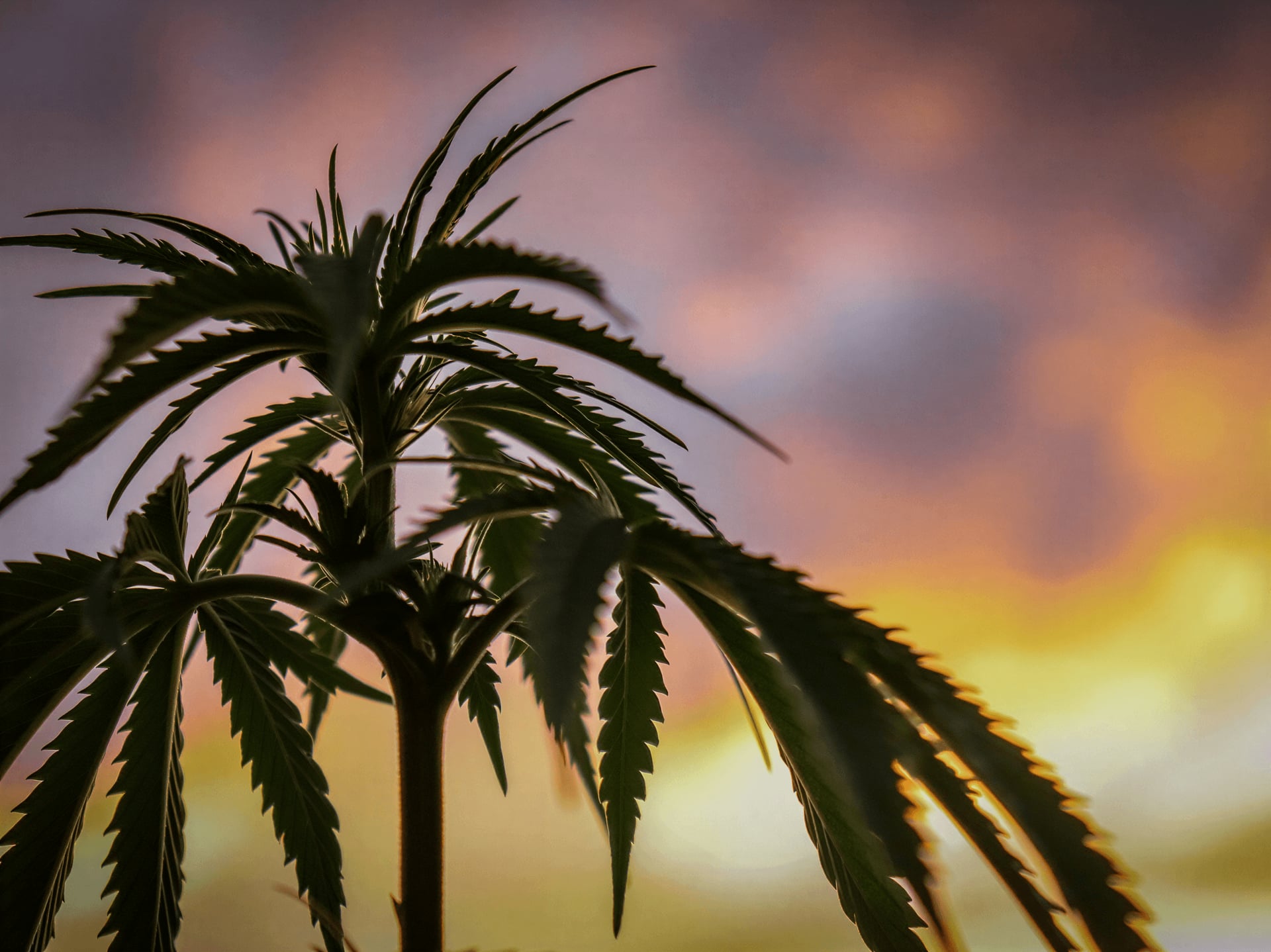 Wubatz Cannabis Social Club