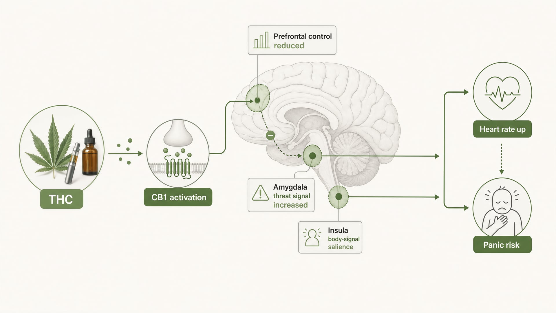 Schematic of high-dose THC increasing threat signaling and bodily arousal.