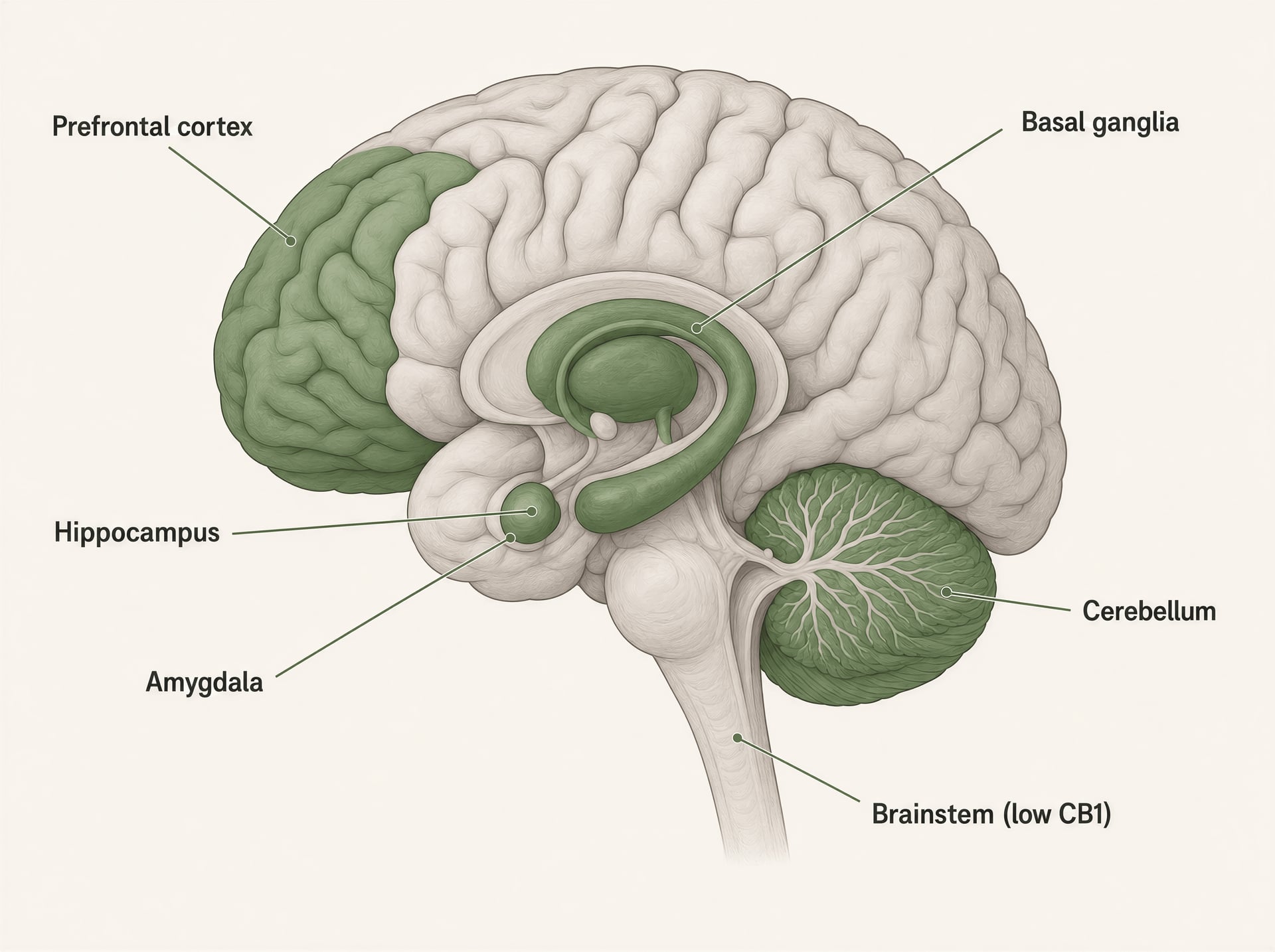 Diagram of the brain showing major areas affected by THC through CB1 receptors.