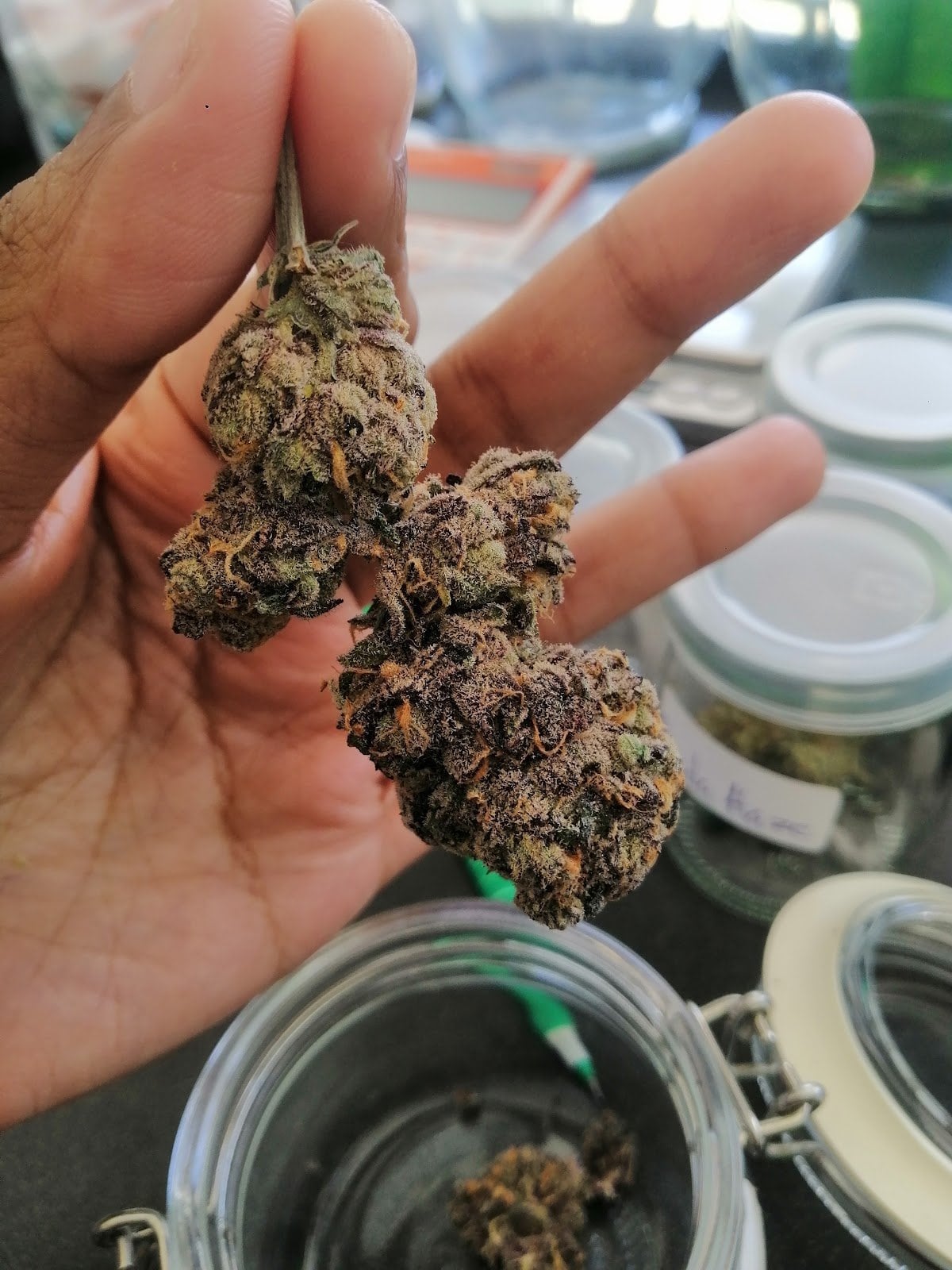 Thapkad Cannabis
