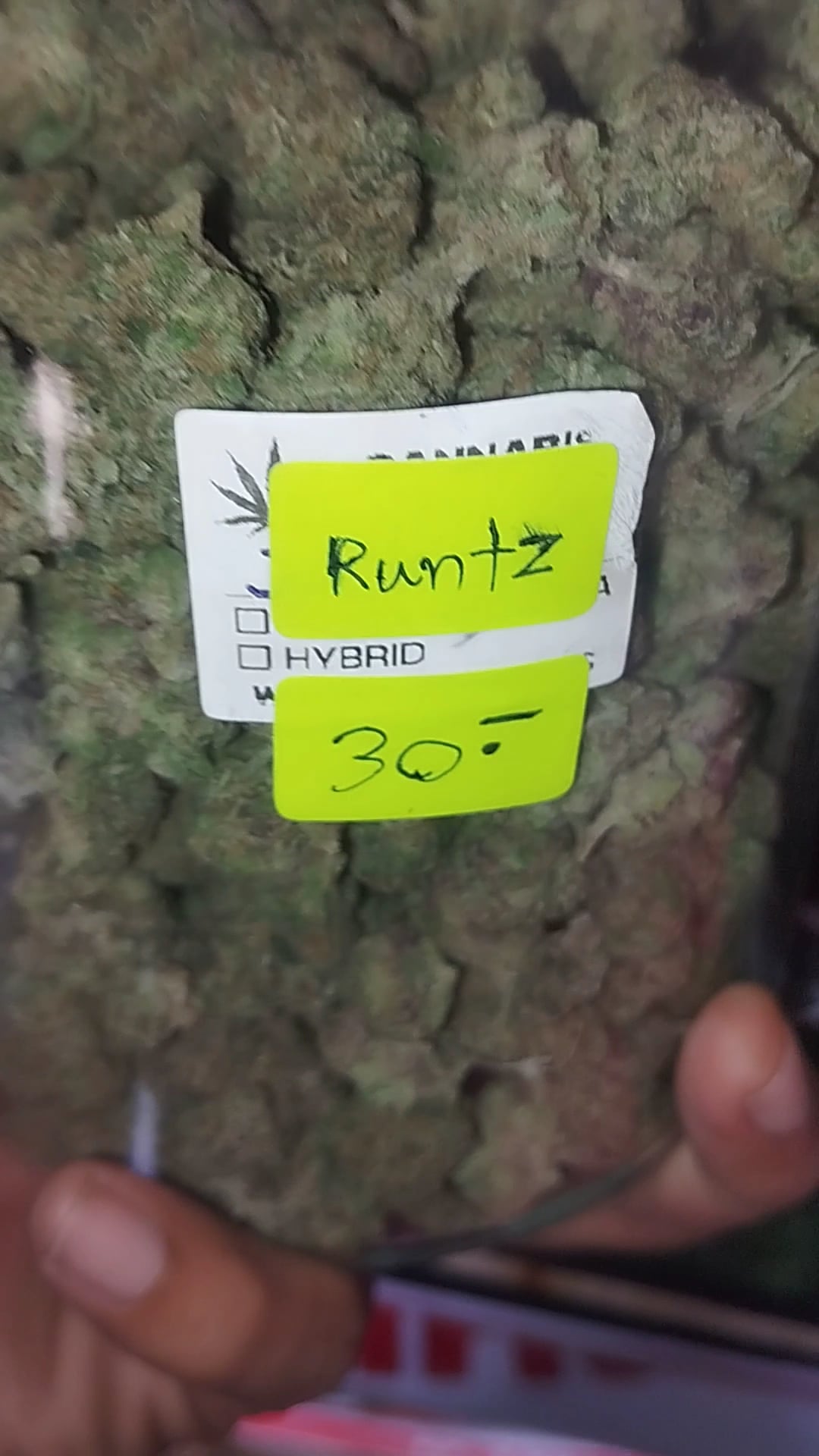Zweed Sloth