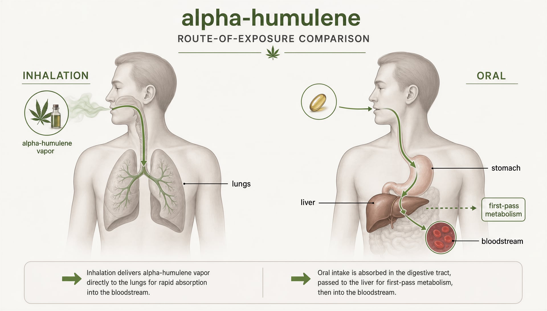 Humulene terpen v cannabis: Účinky, vědecké poznatky, bezpečnost