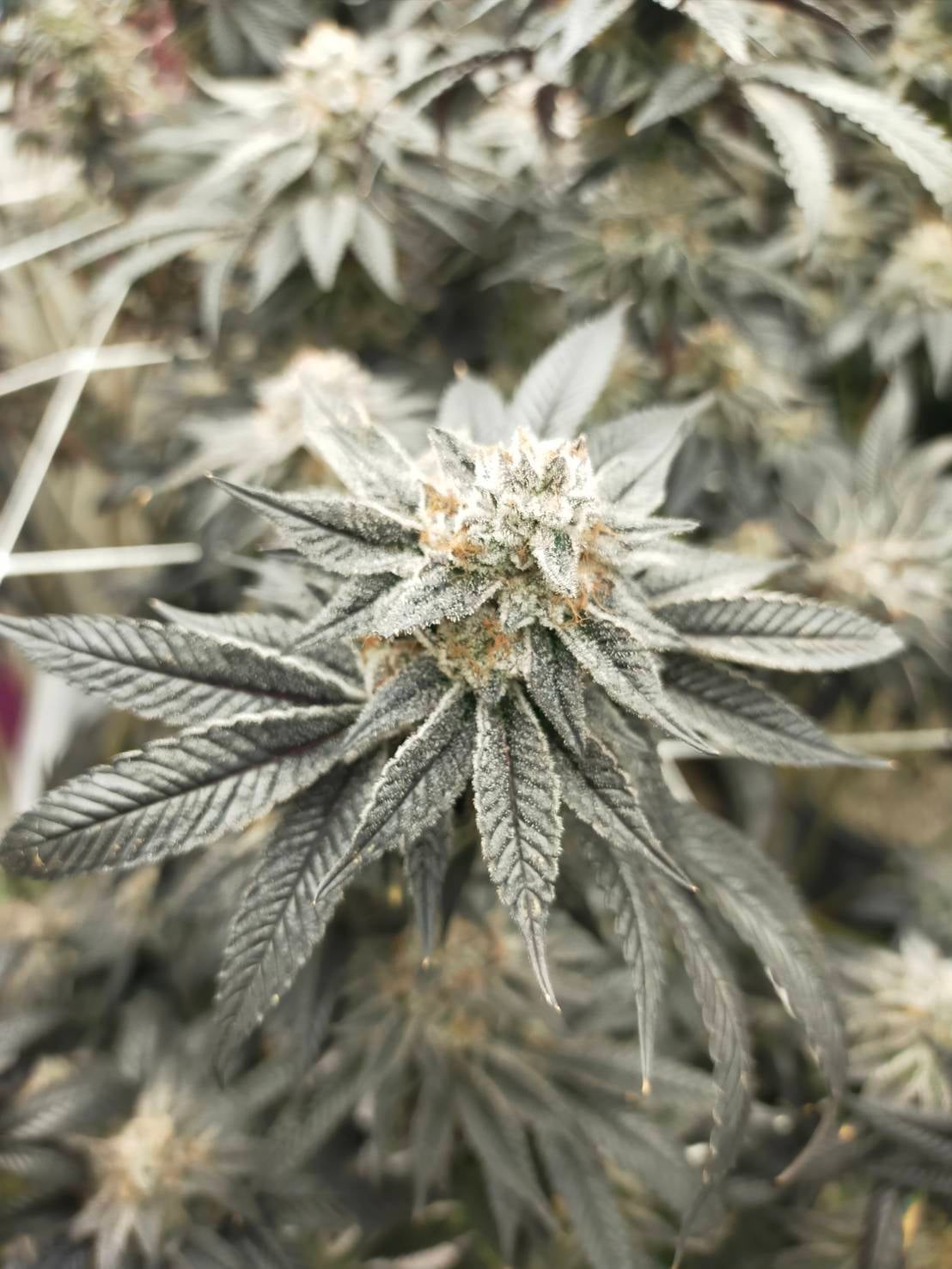 Nisiki Cannabis