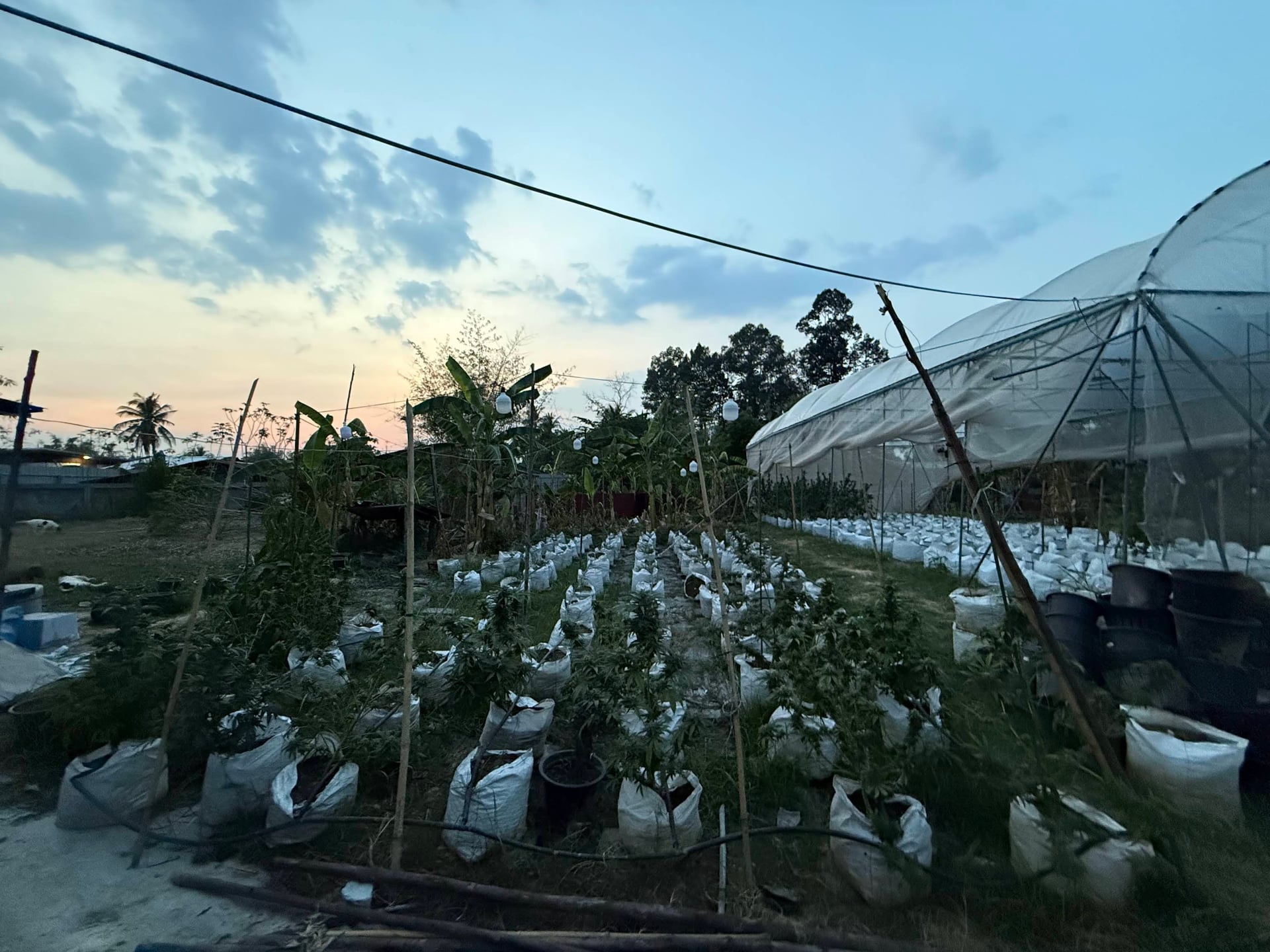 M & O Organic