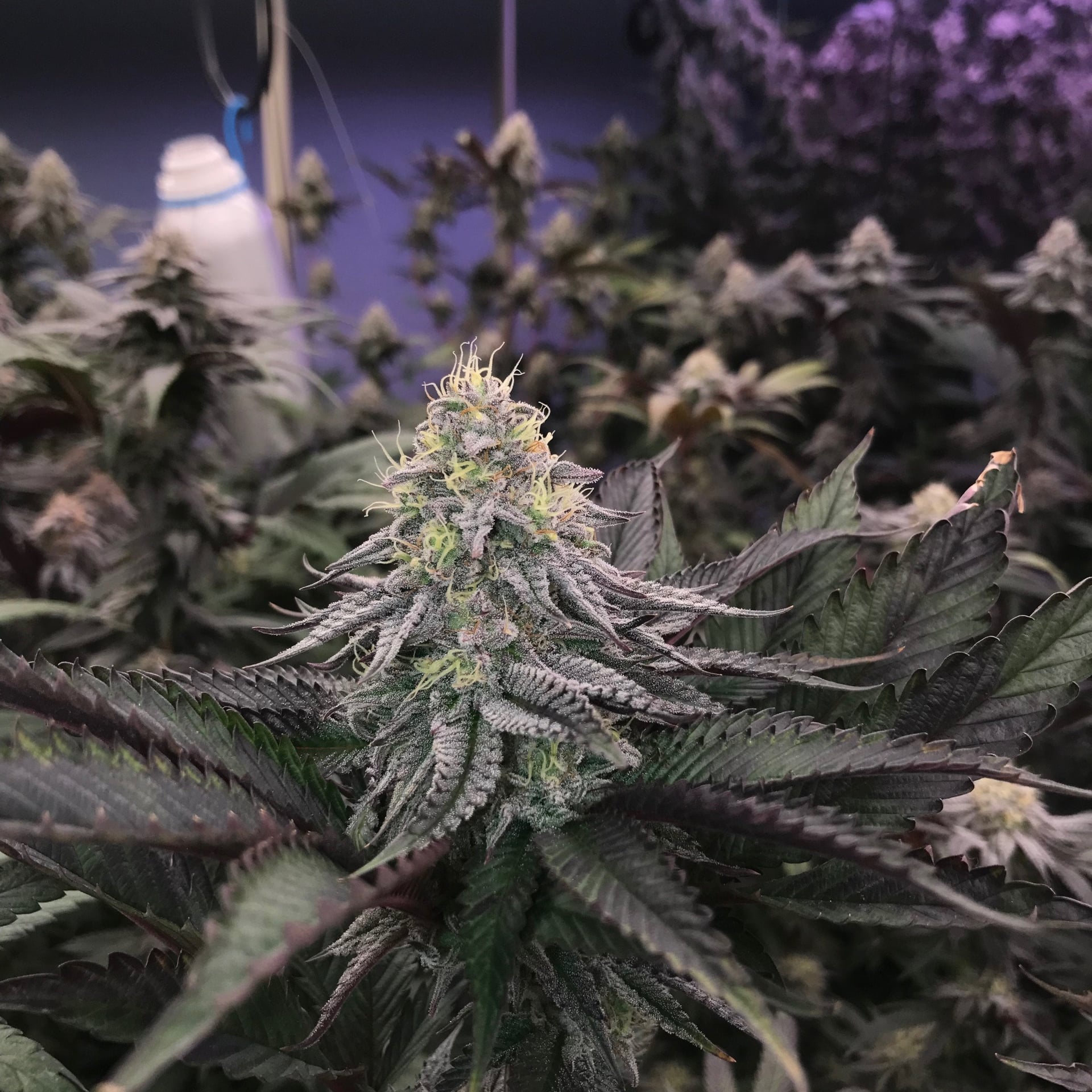 Rookie Cannabis Shops