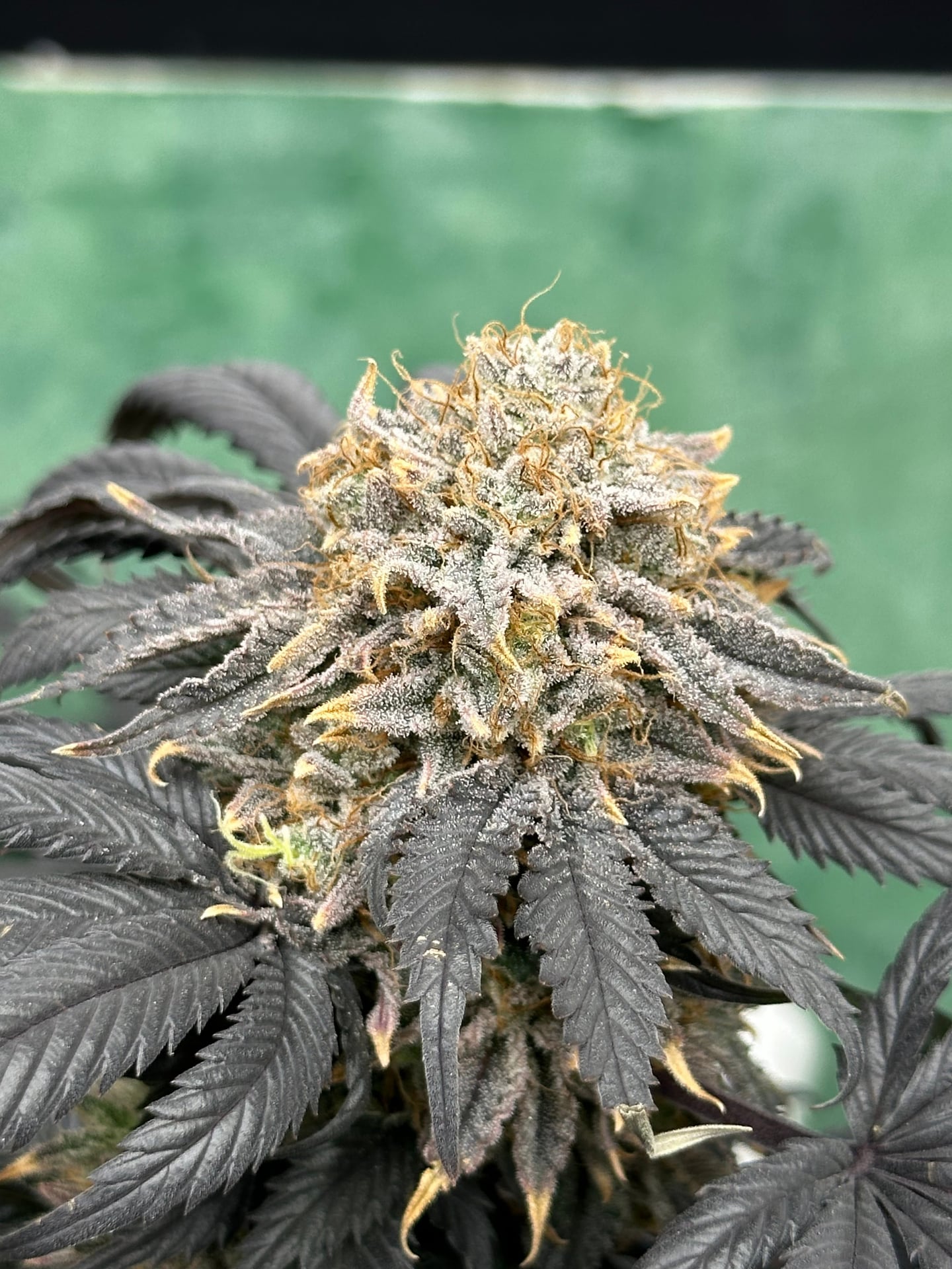 PJB Weed Aholic