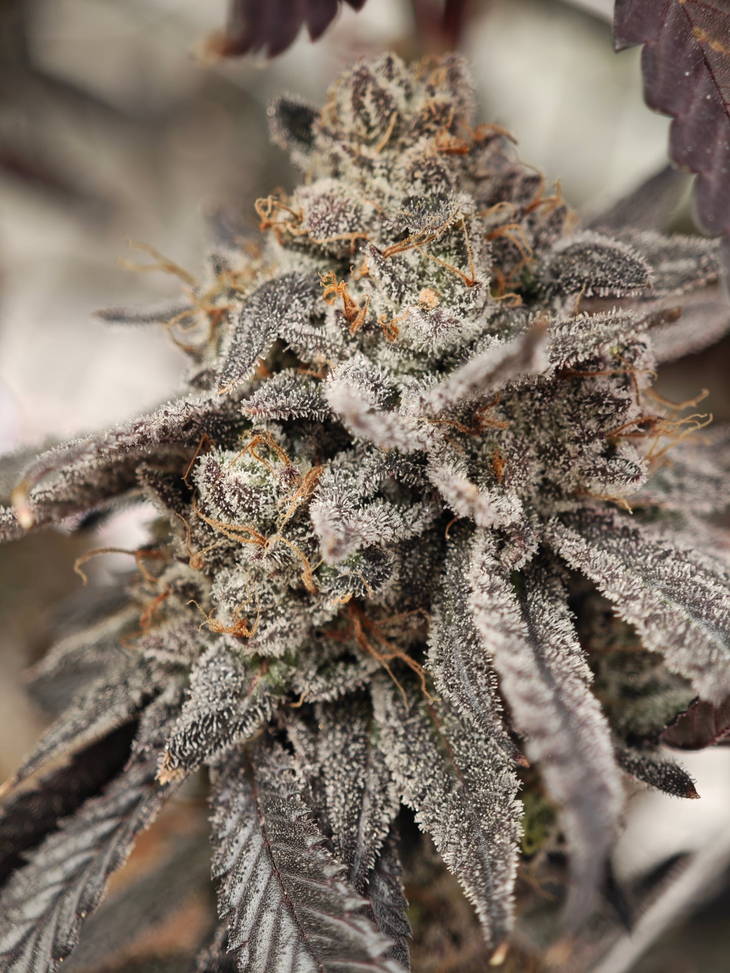 Magic Weed