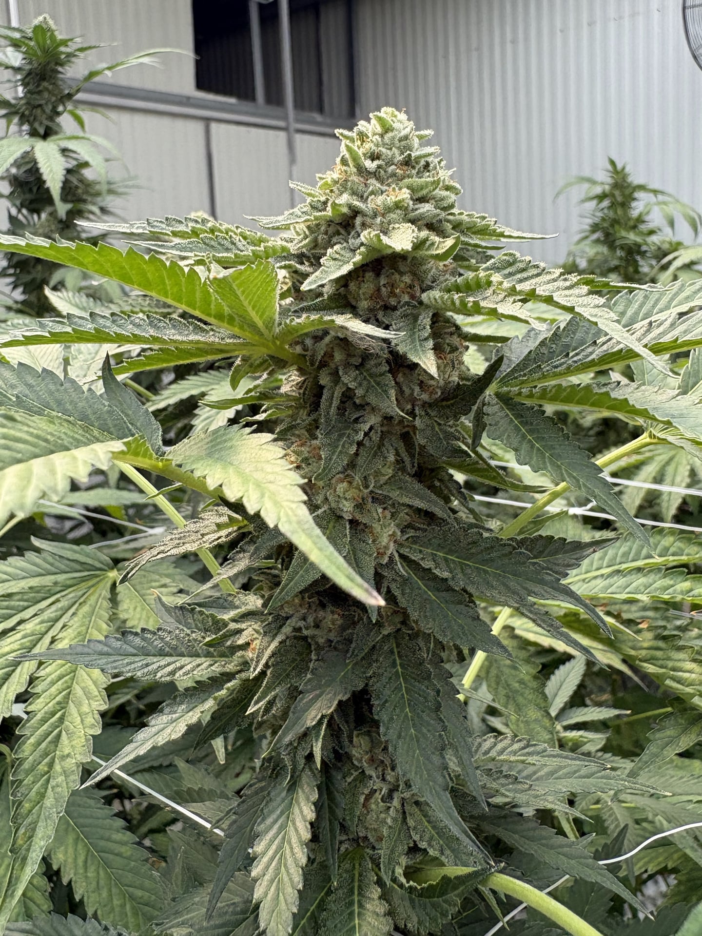 GanJa KlangKrung Wisetchaichan