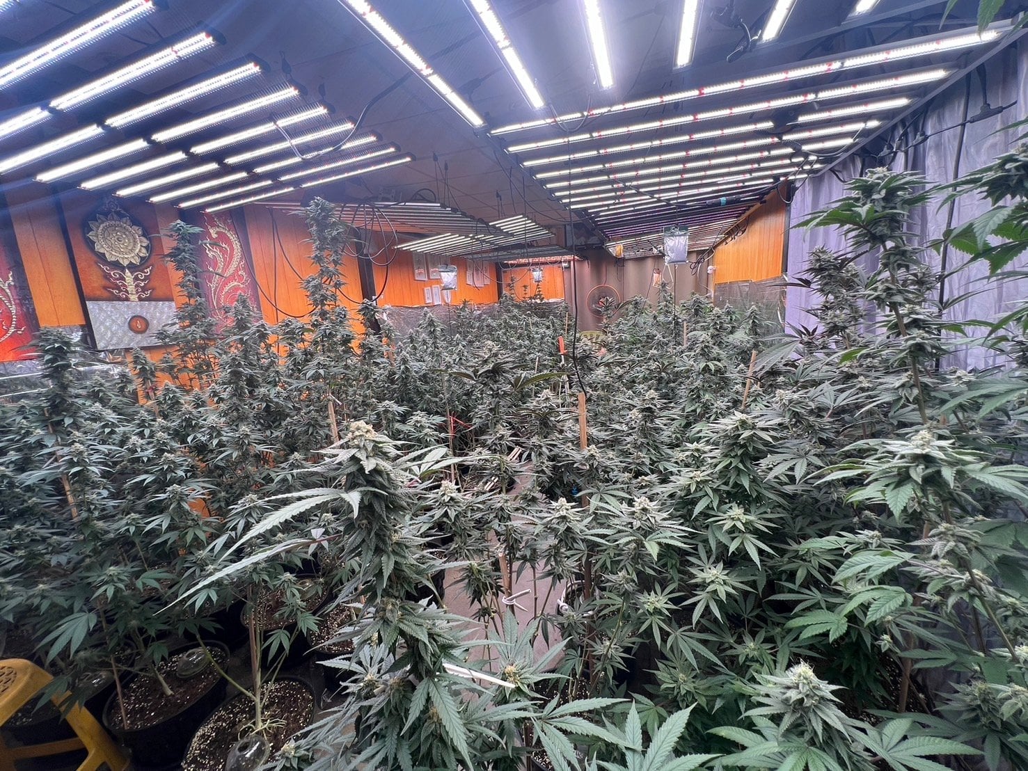 Wrfe Weed Farm Cannabis