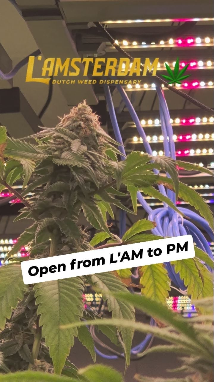 L'Amsterdam Dutch Weed Dispensary Bangkok Cannabis Marijuana Ganja