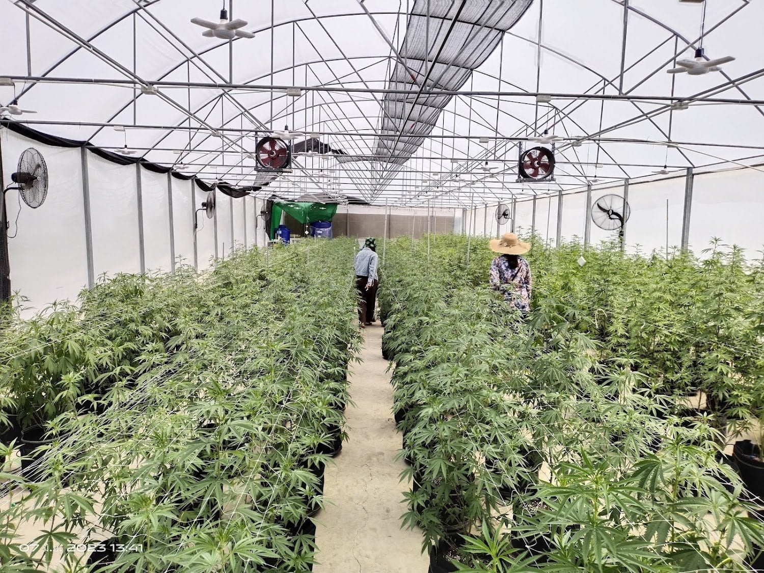 Terp House420