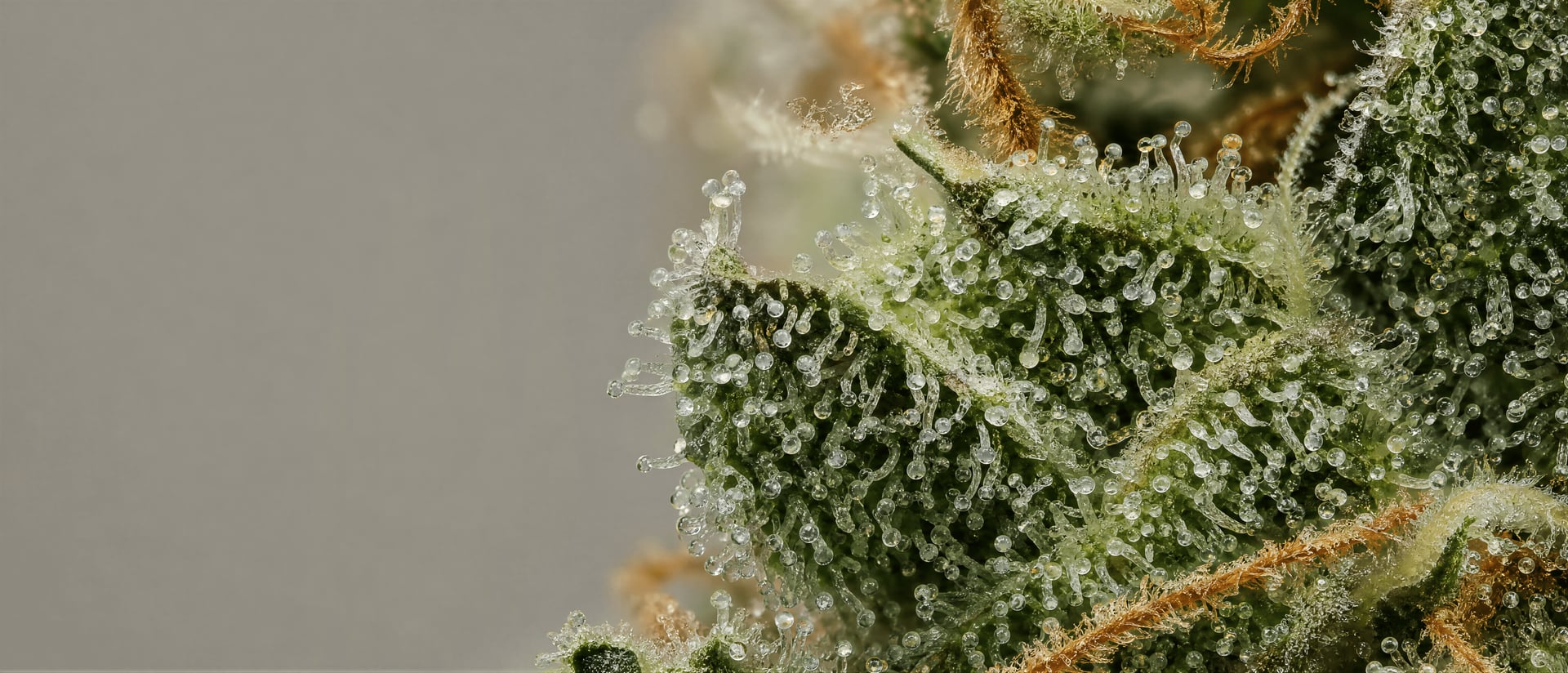CBG (Cannabigerol): biosynthesis, effects, and facts