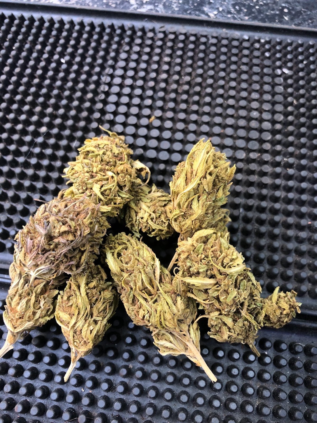 Mary Jane CNX
