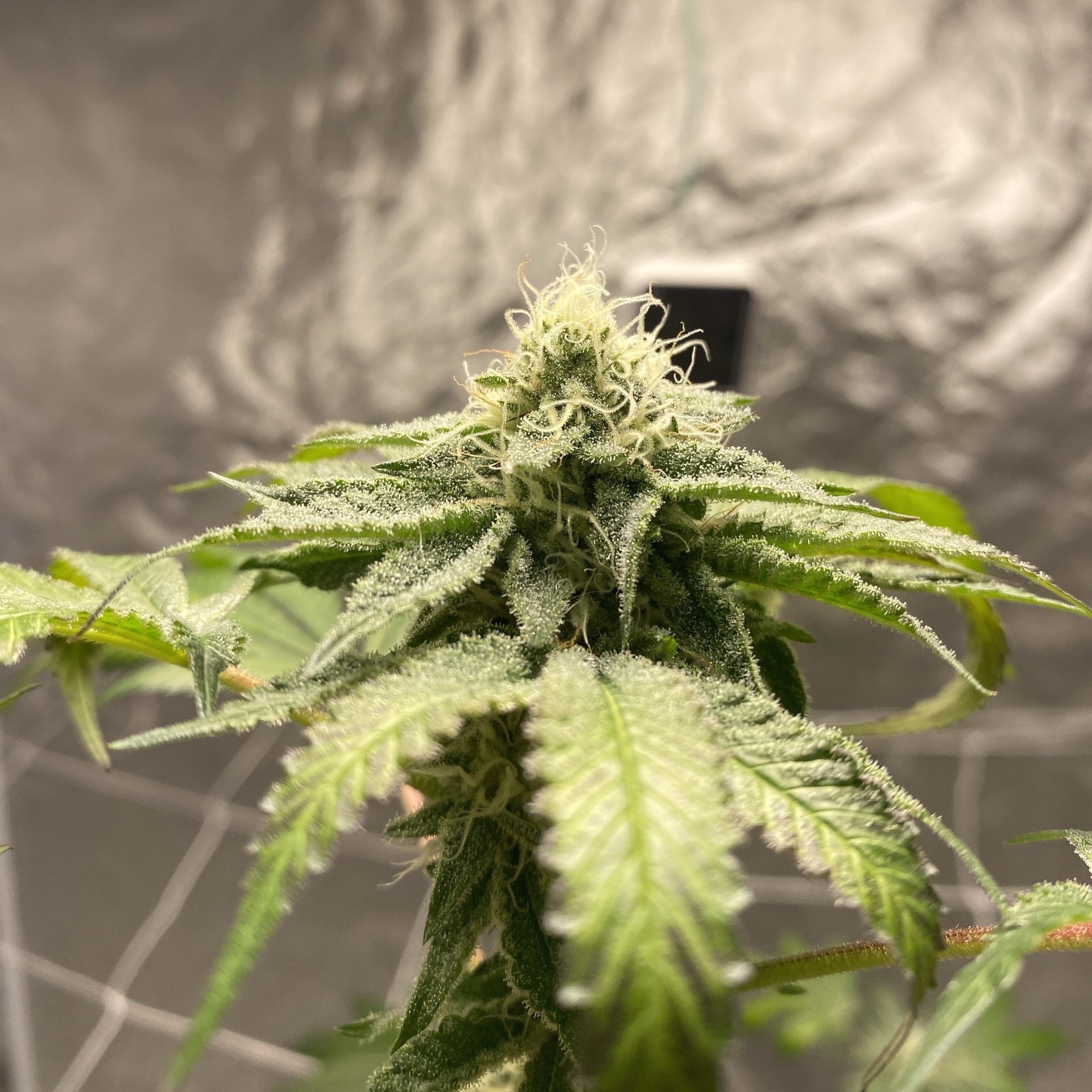 Noricannabisway