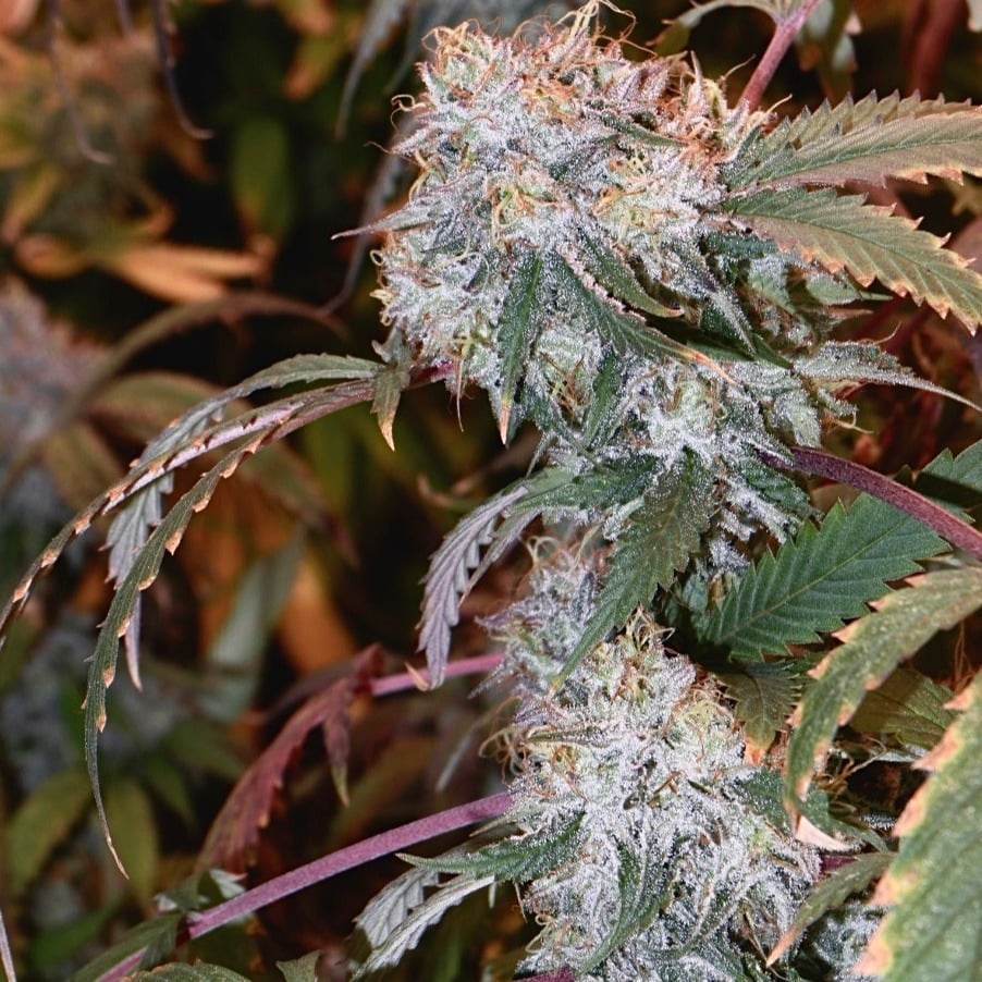 The Normal Buds