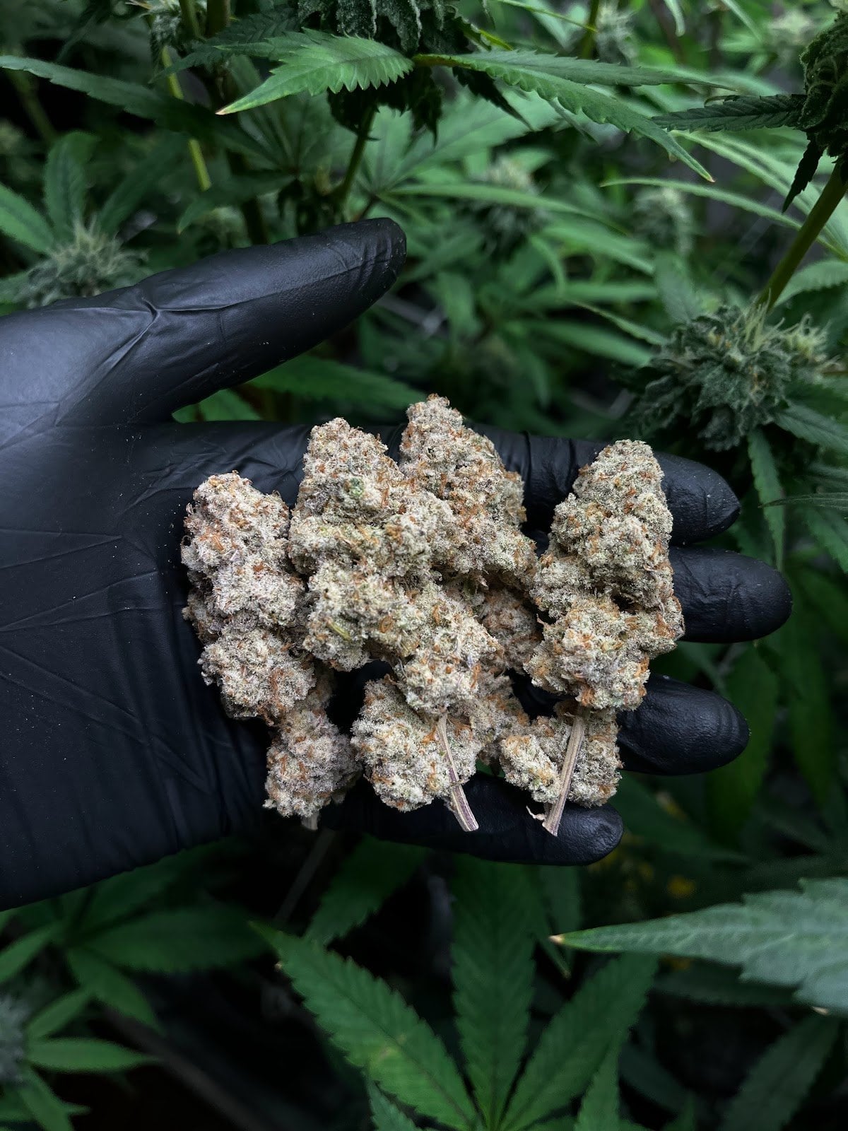 Monster Flowers