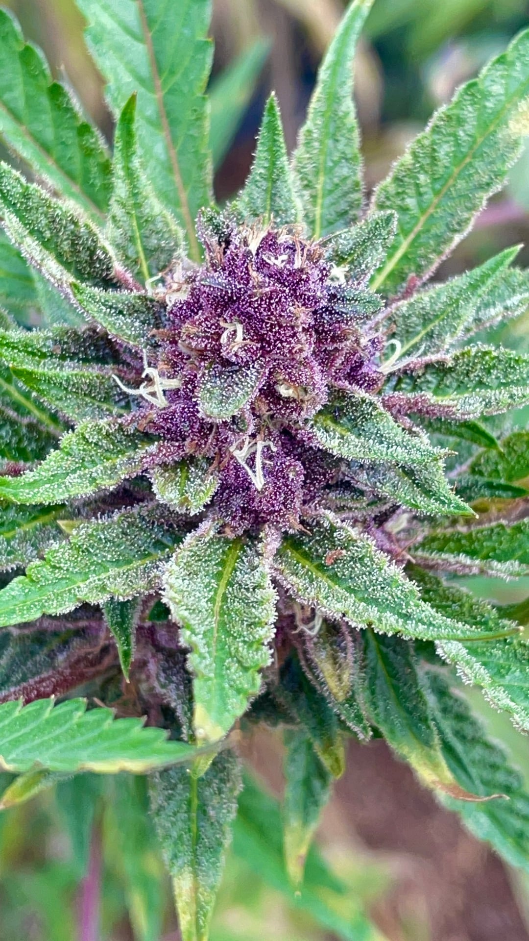 Arvo Cannabis