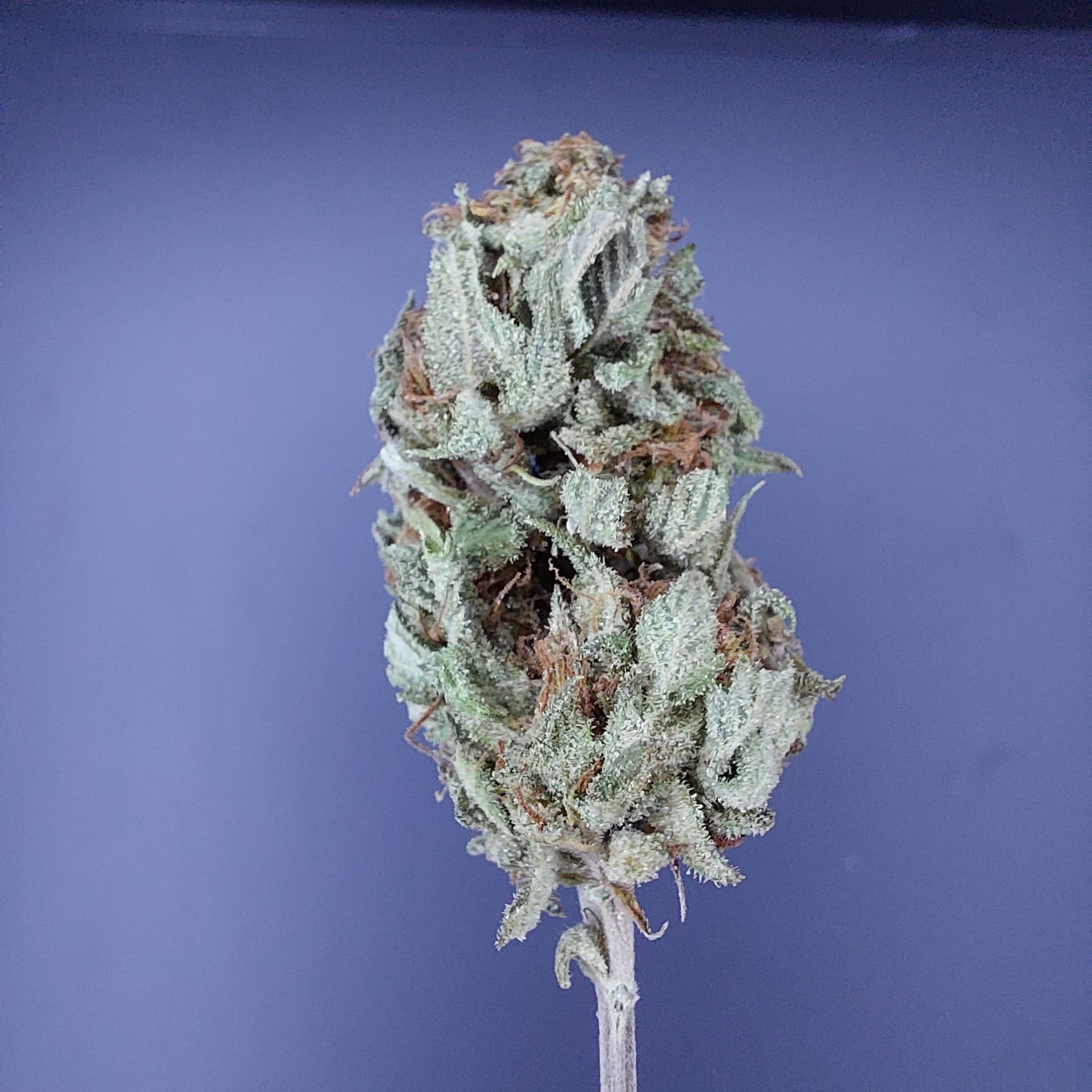 Dirty Weed
