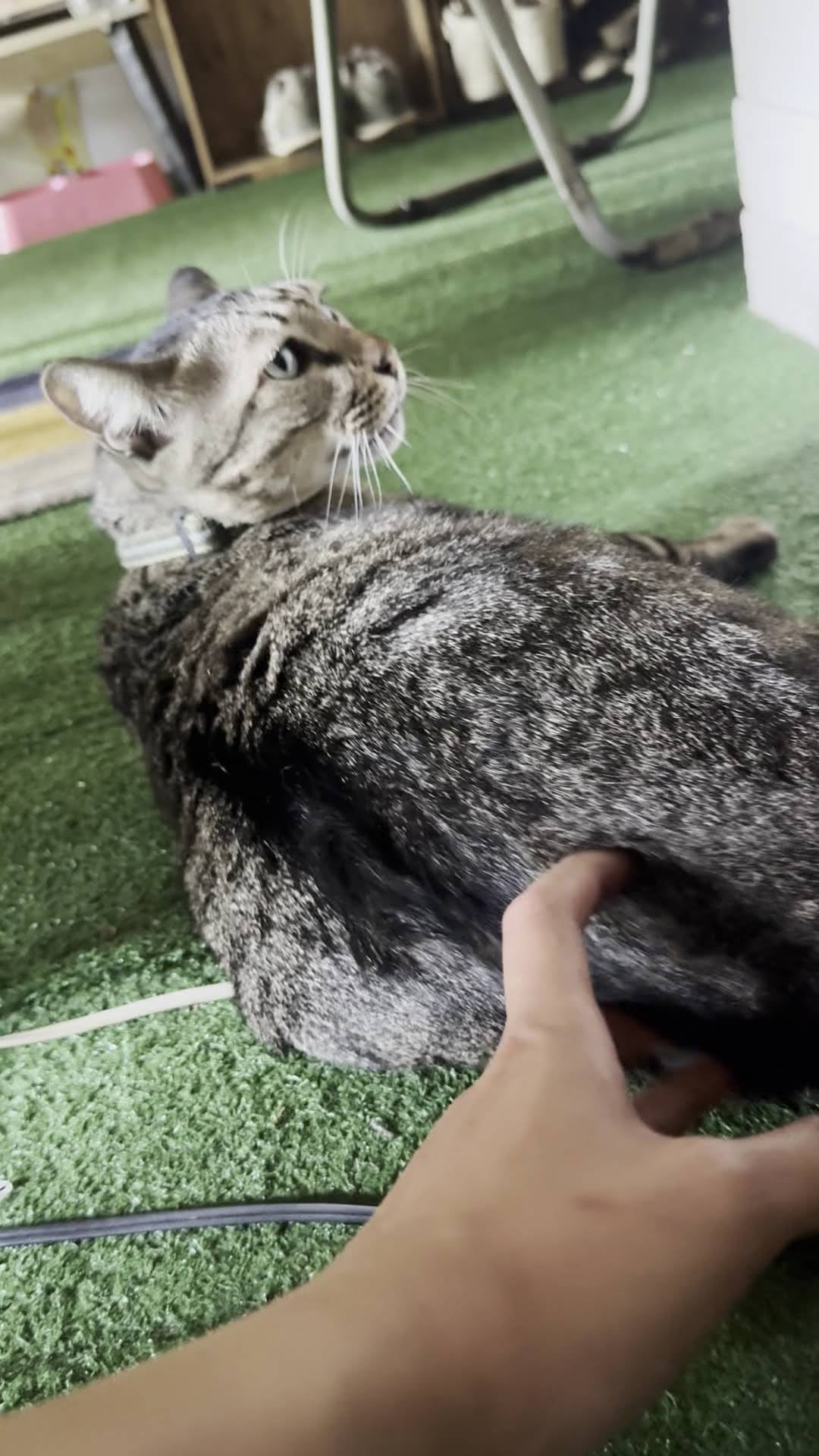 Bangkok Green