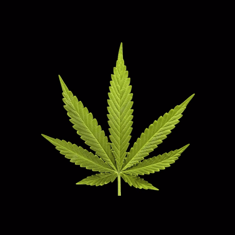 Cannabis Social Club Puff Pass Pattaya logo