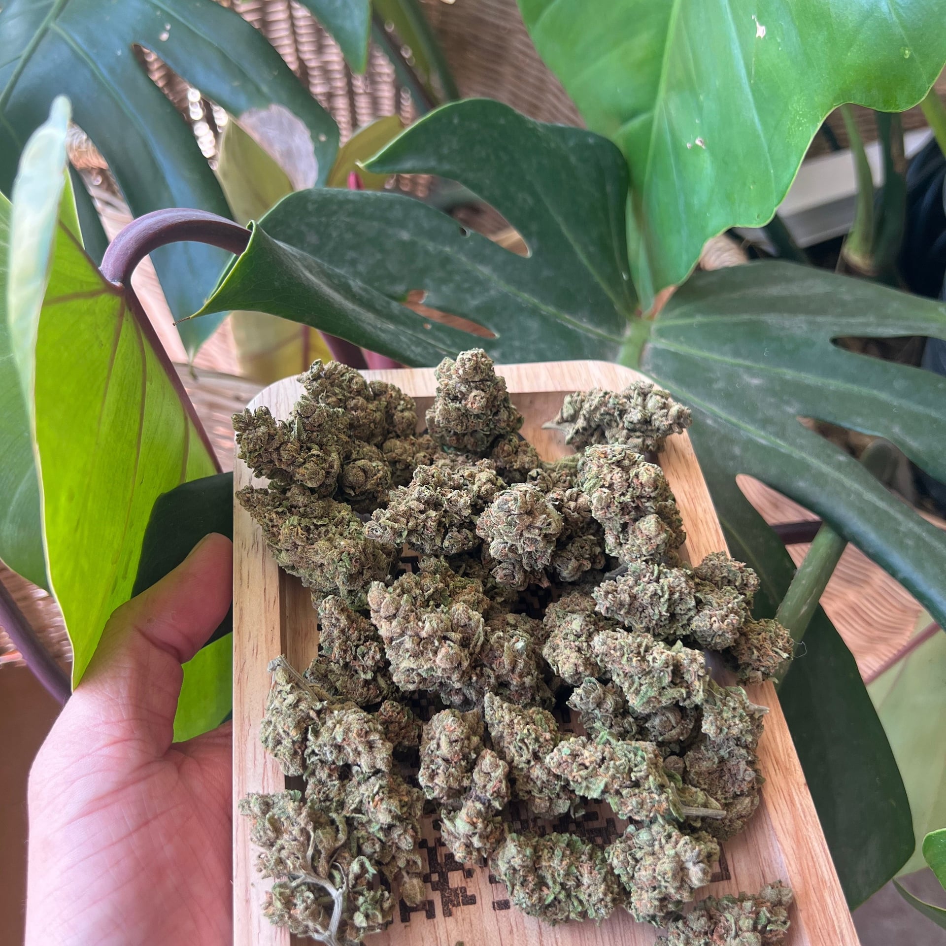WEED BONG Klongwong Songkhla , , , Onkruid, Mauvaise Herbe