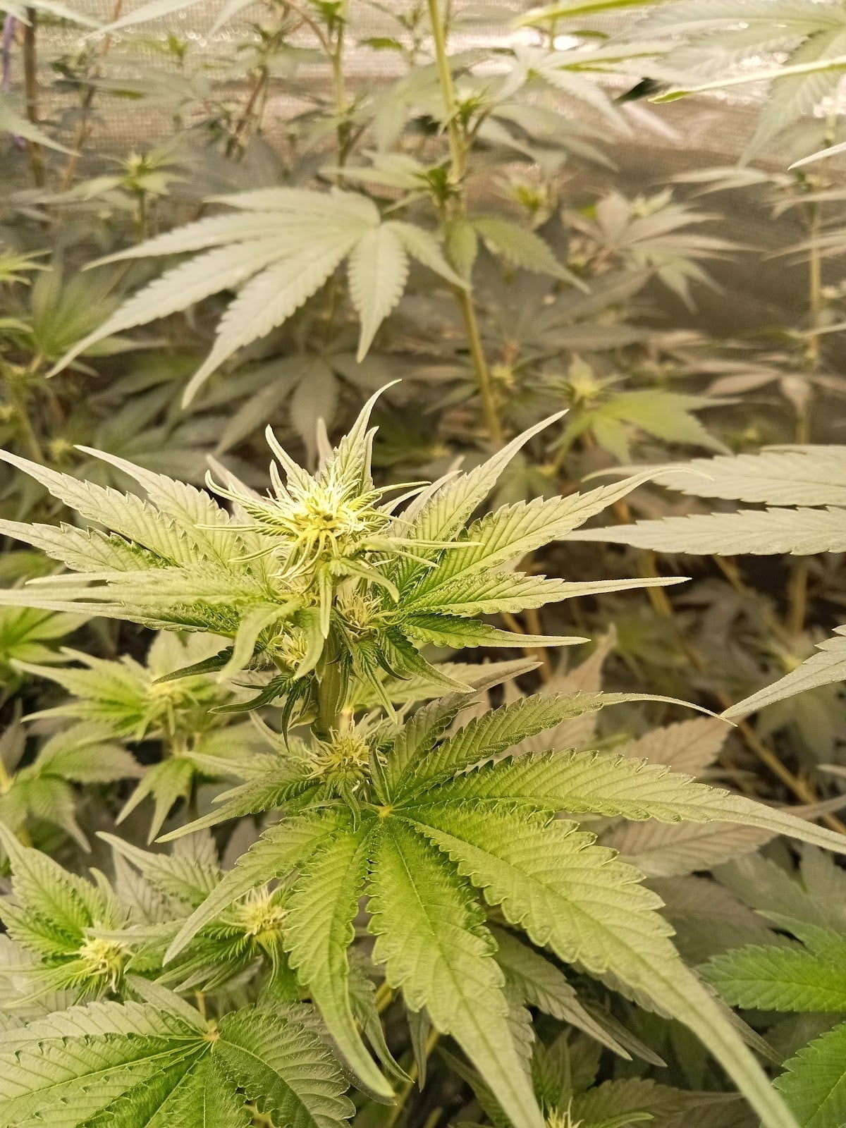 Happy Cannabis Farm