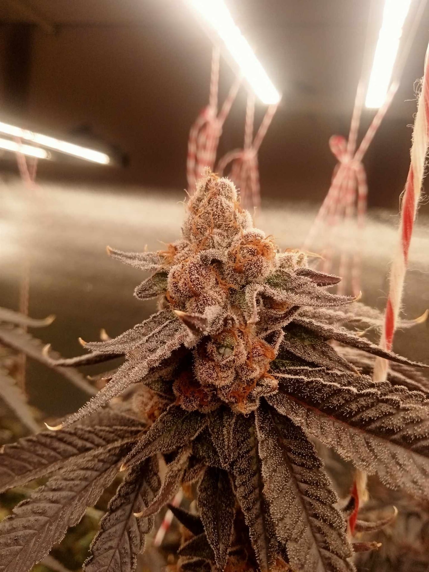 65Cannabis