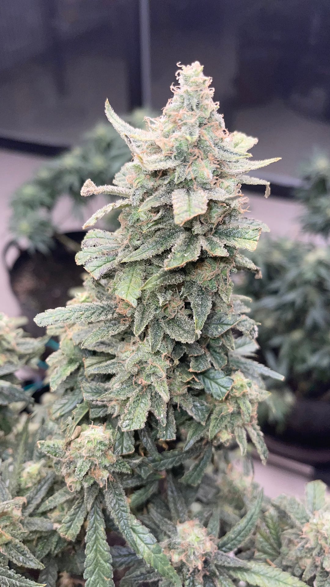 Goc Ganja