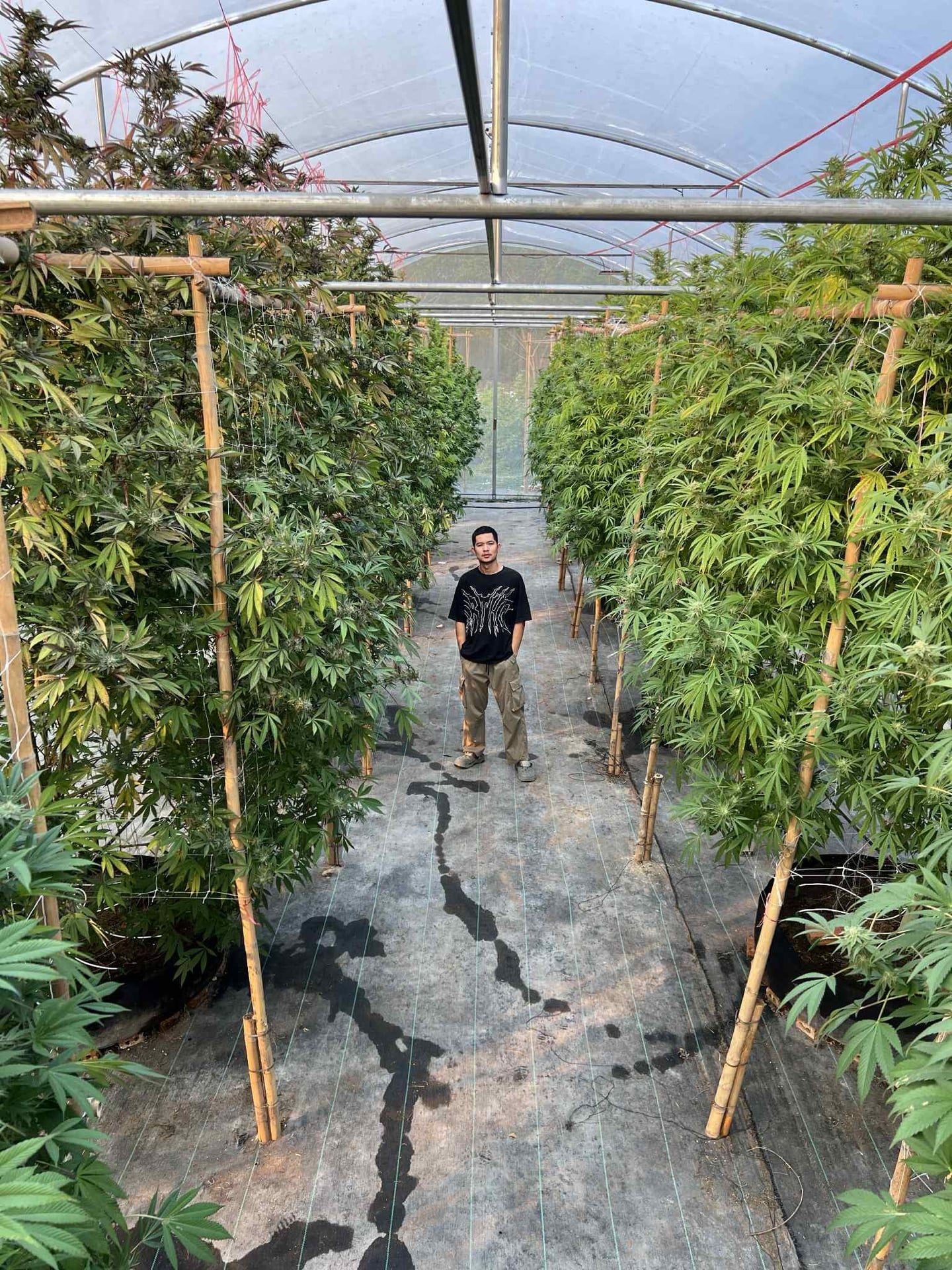Cowboy Weed Shop Chiangmai