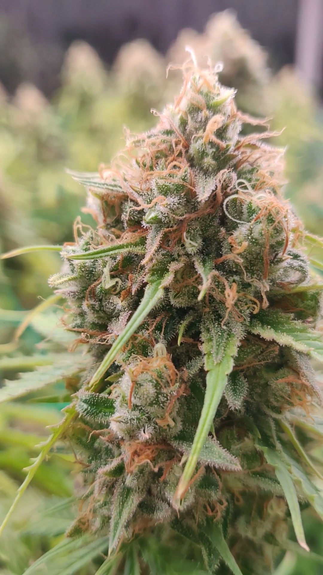 AP Cannabis Farm
