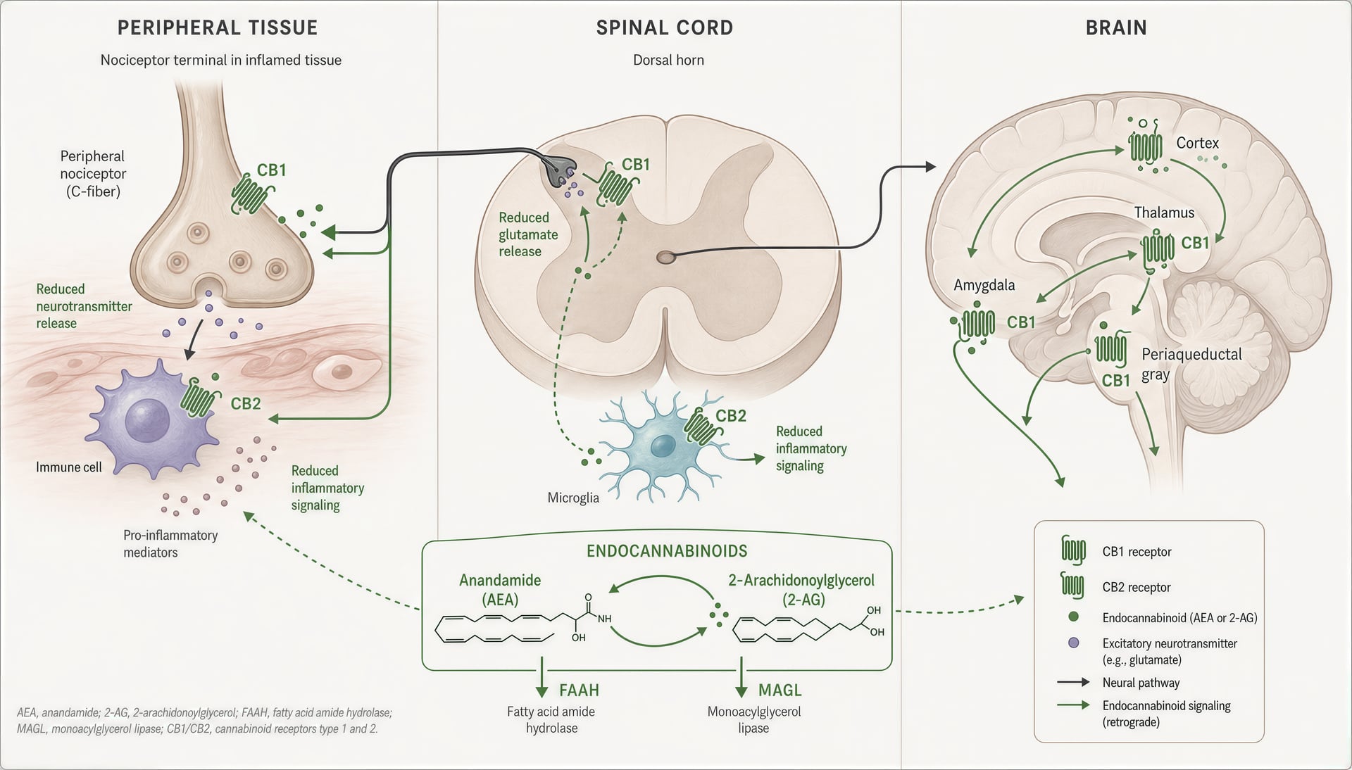 Schematic of CB1 and CB2 receptor locations and endocannabinoid signaling involved in pain modulation.