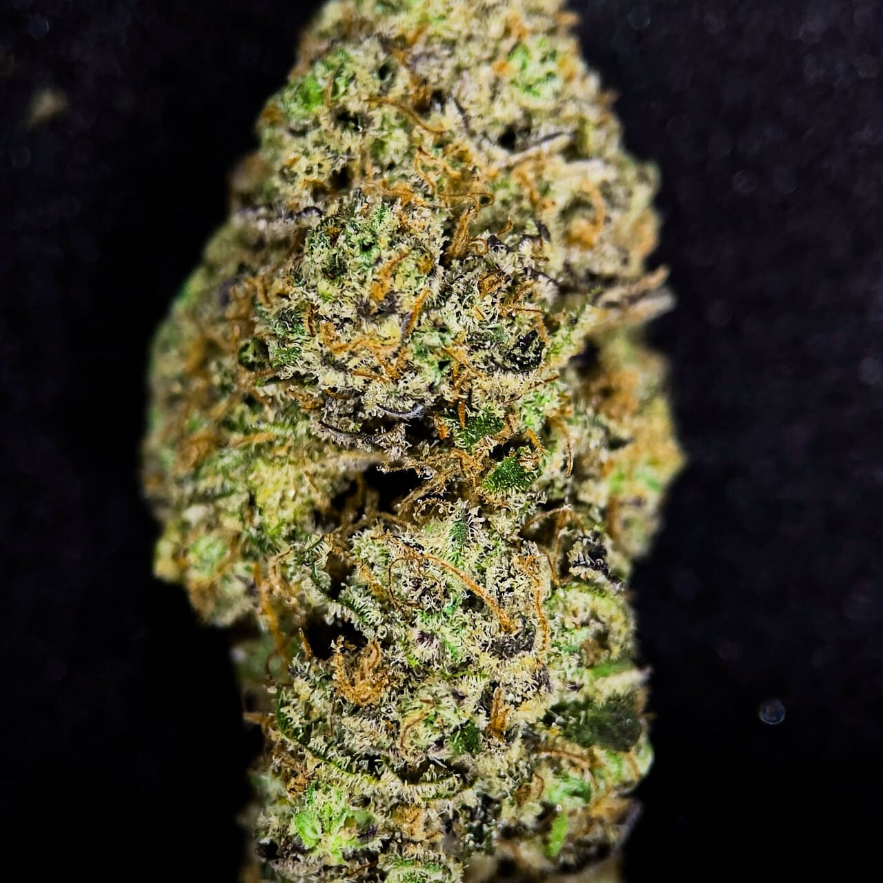 High-endz Exotics