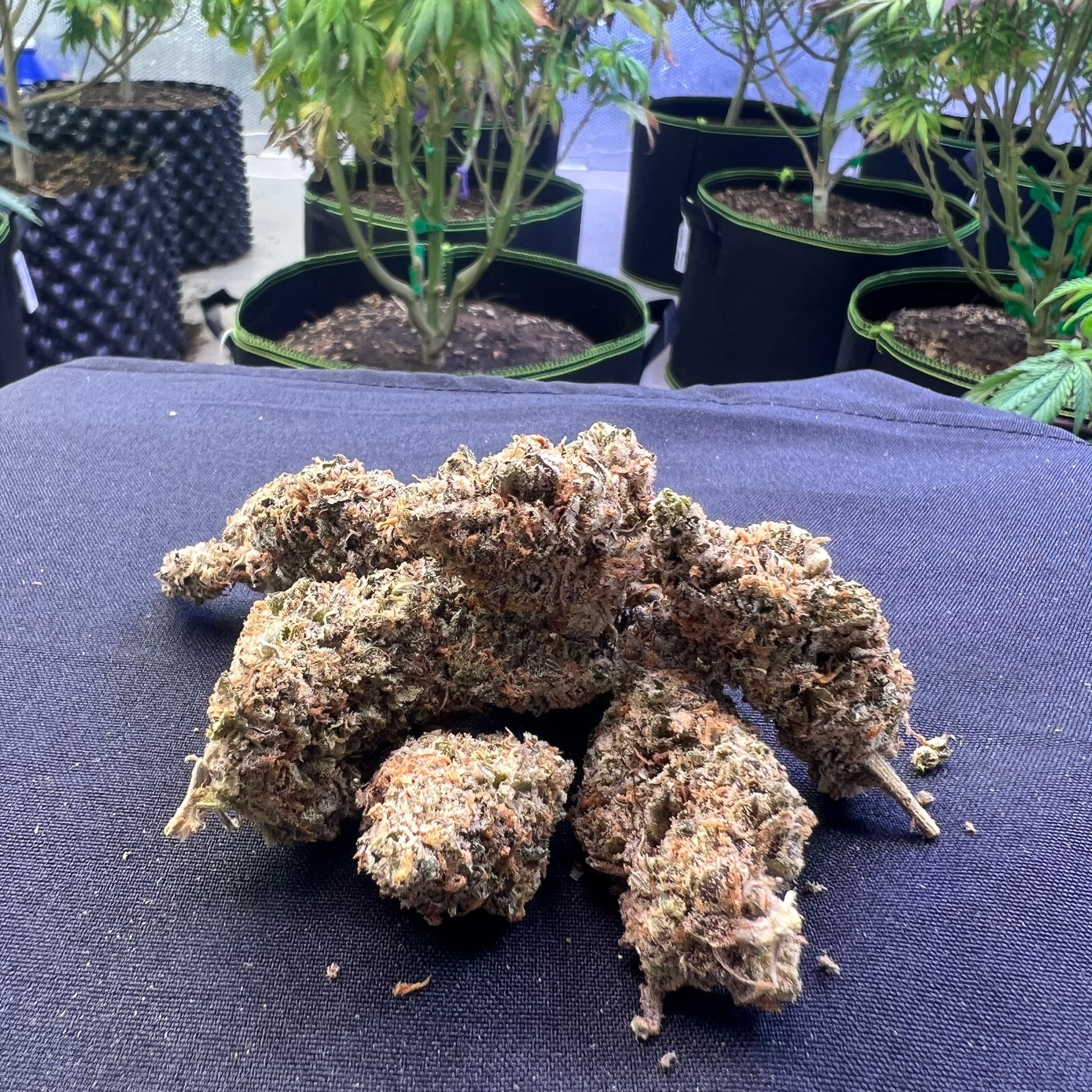 Nuea Rai Farm 420 Cafe