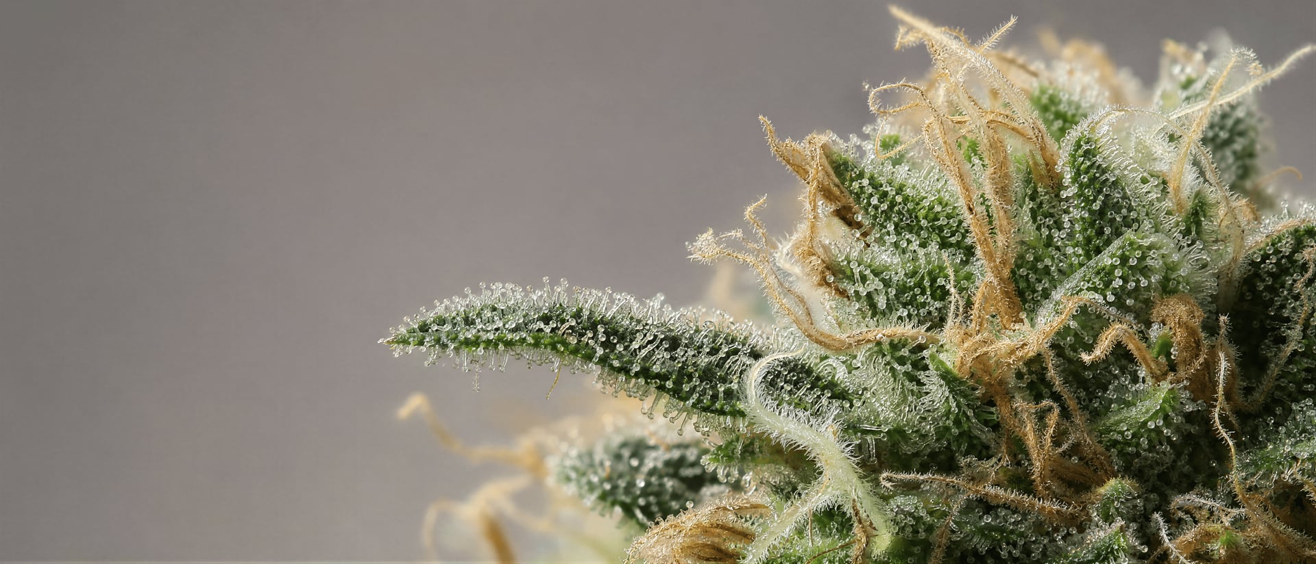Terpeno Sabinene na cannabis: aroma, factos, evidências