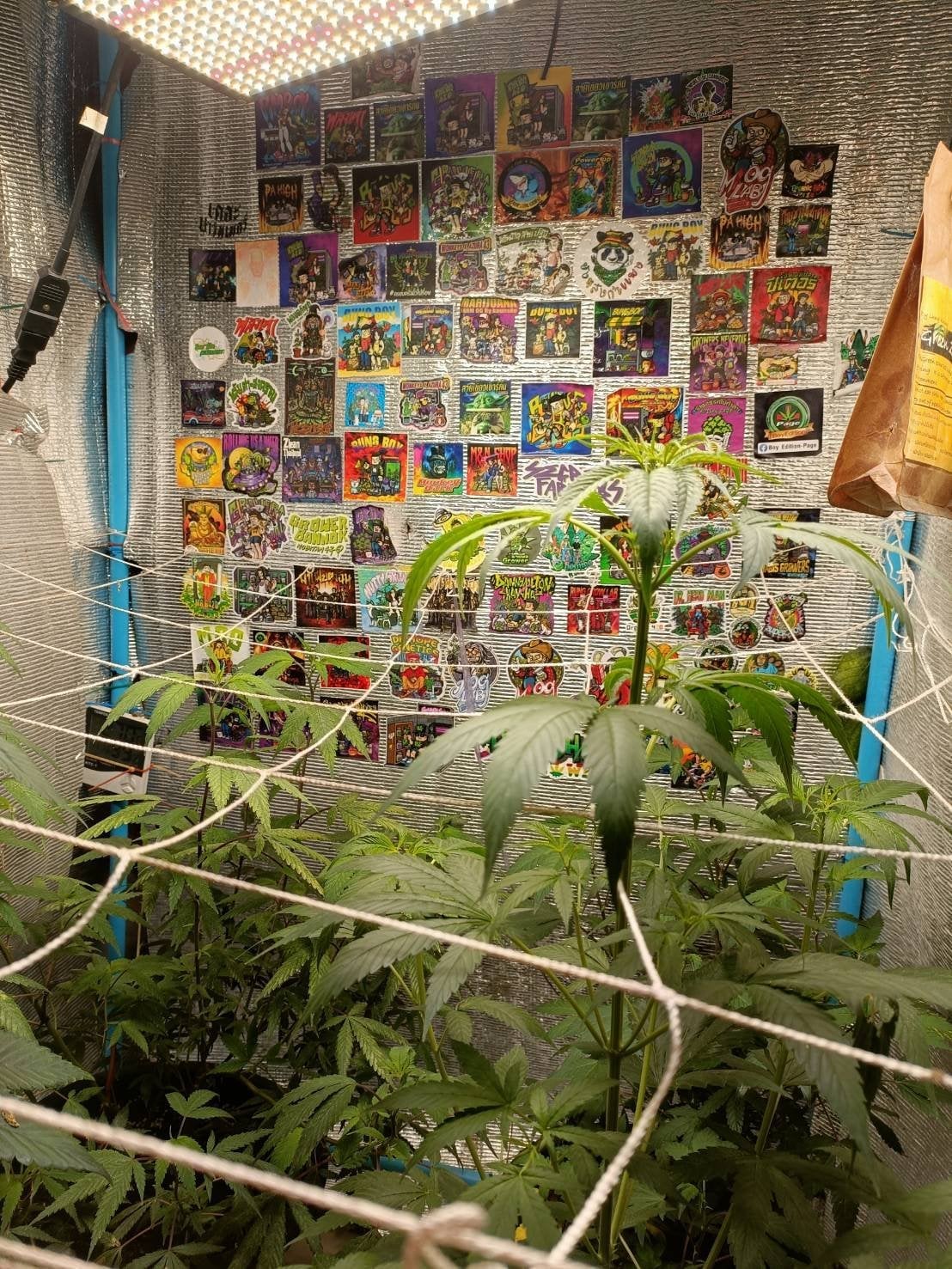 Bang Tang Og Shop..{ }