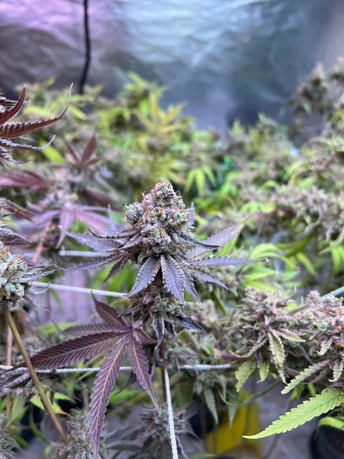 The Exotic