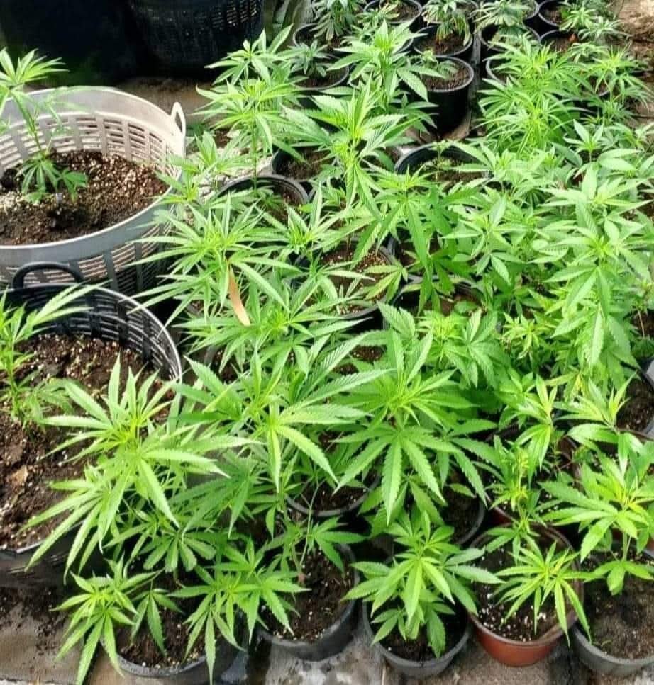 Cannabis Muka Muka Organic Farm