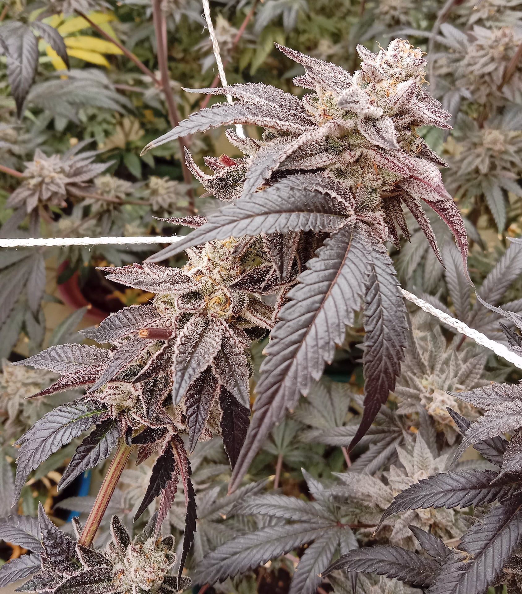 High Hello 420 Farm