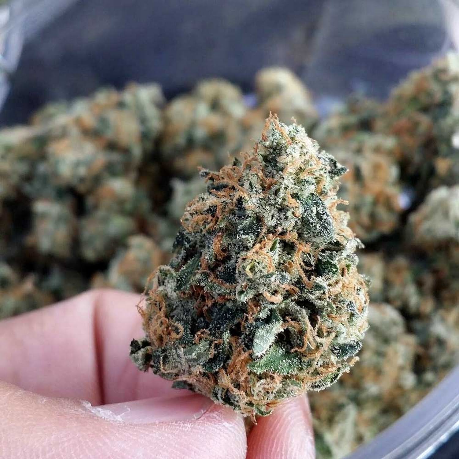 The Green Leaf Collective