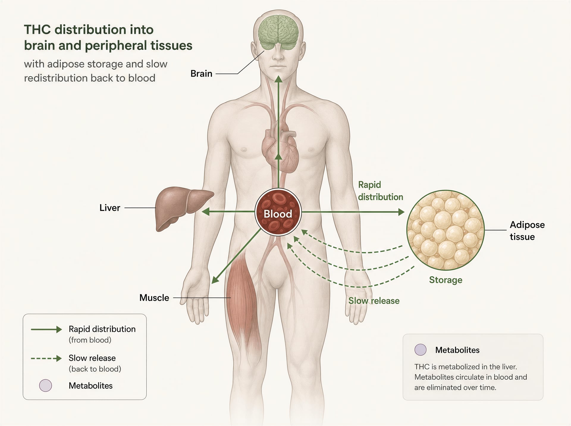 Diagram showing THC moving from blood into the brain and fat, then slowly returning from fat stores over time.