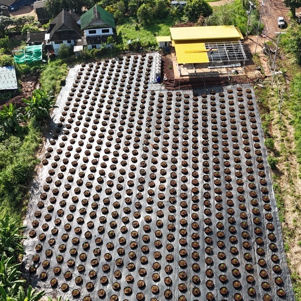 Maopa Cannabis Farm