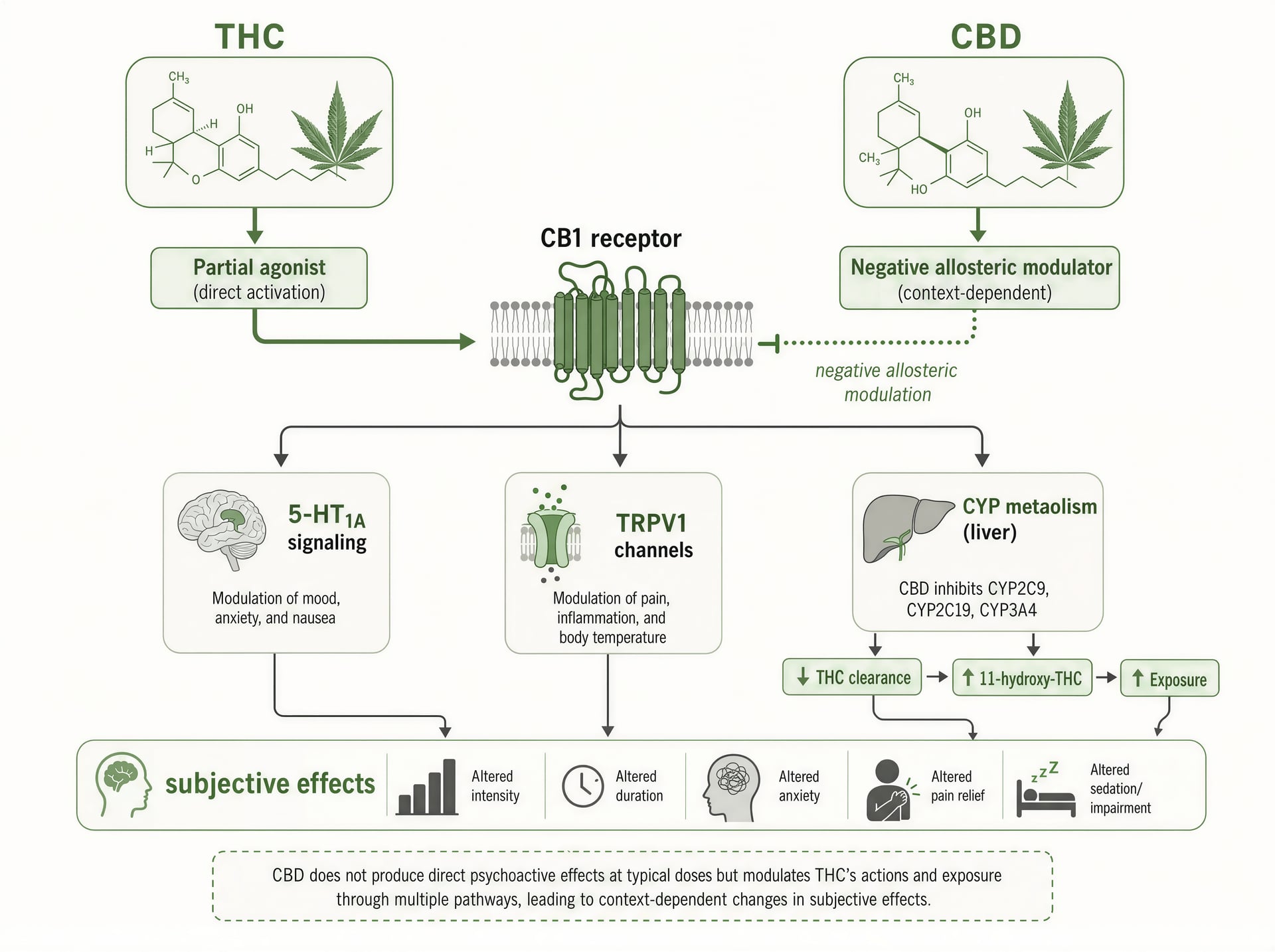 Schematic showing how CBD can modify THC through receptor and metabolic pathways