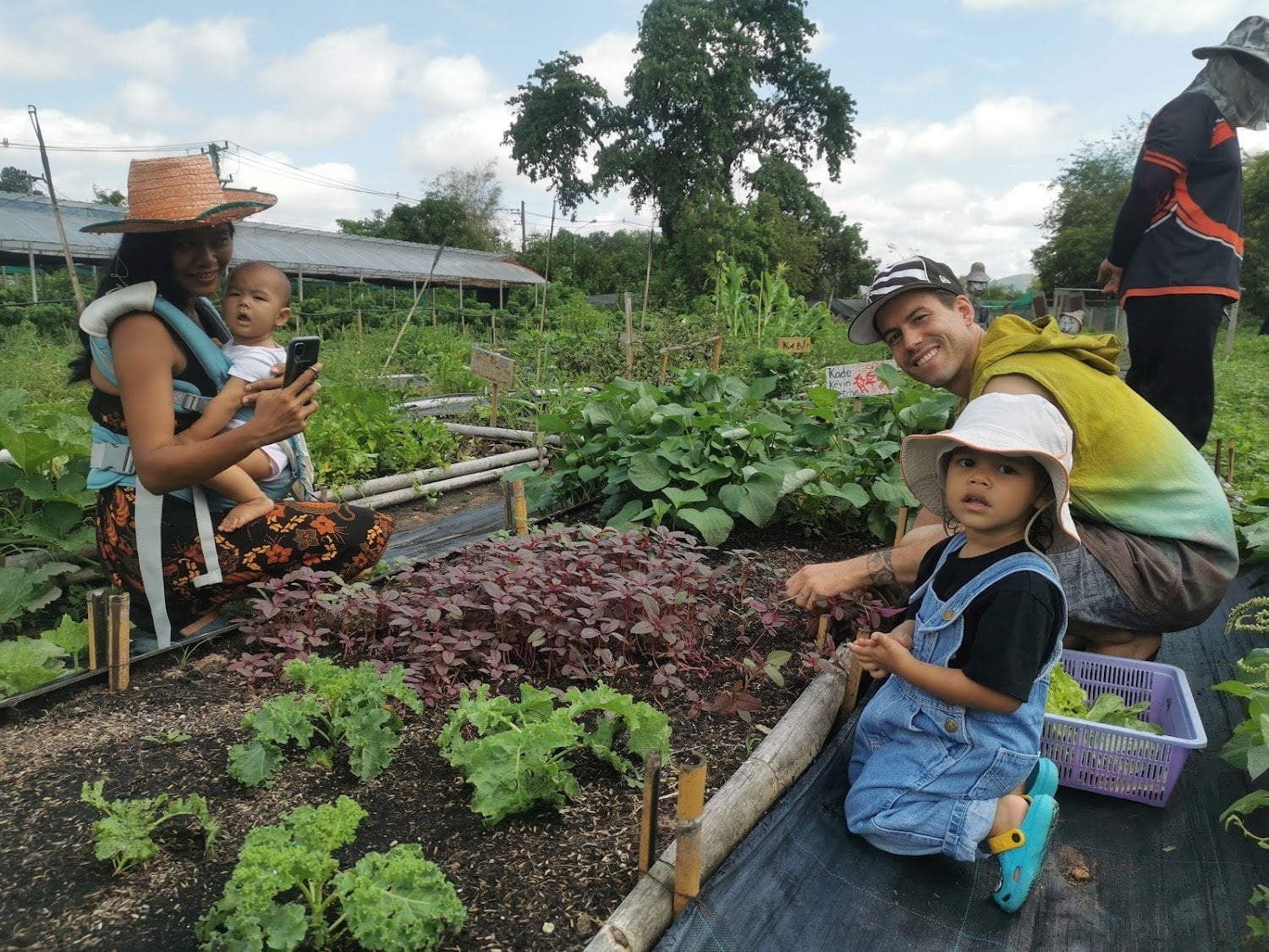 Community Cannabis Farm Chiang Mai