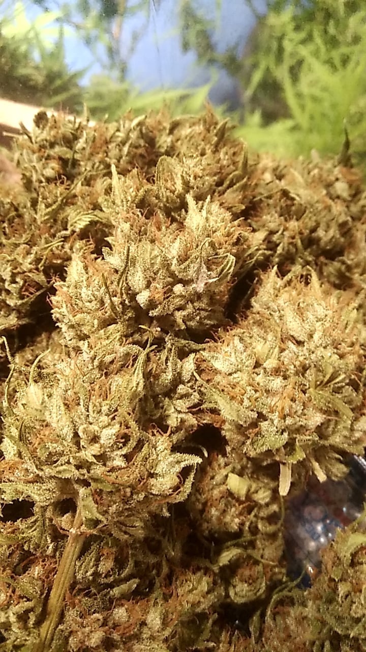 Suwan Fram Cannabis