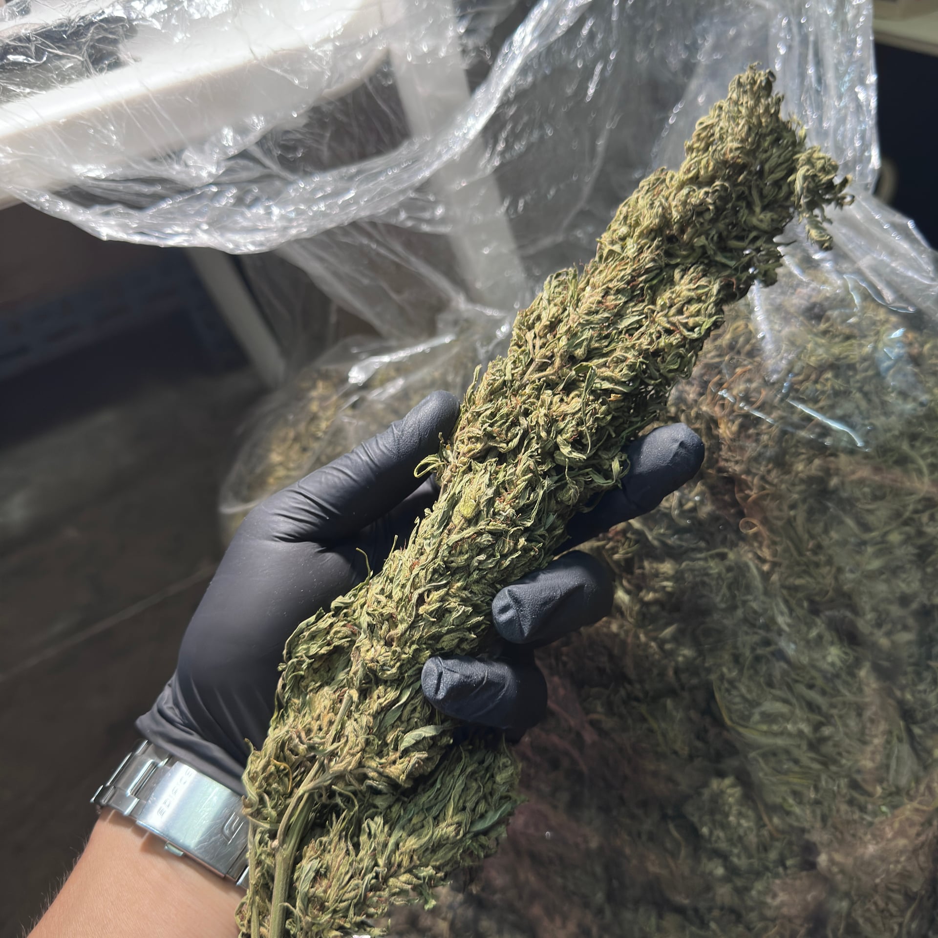 OG Cozy Cannabis