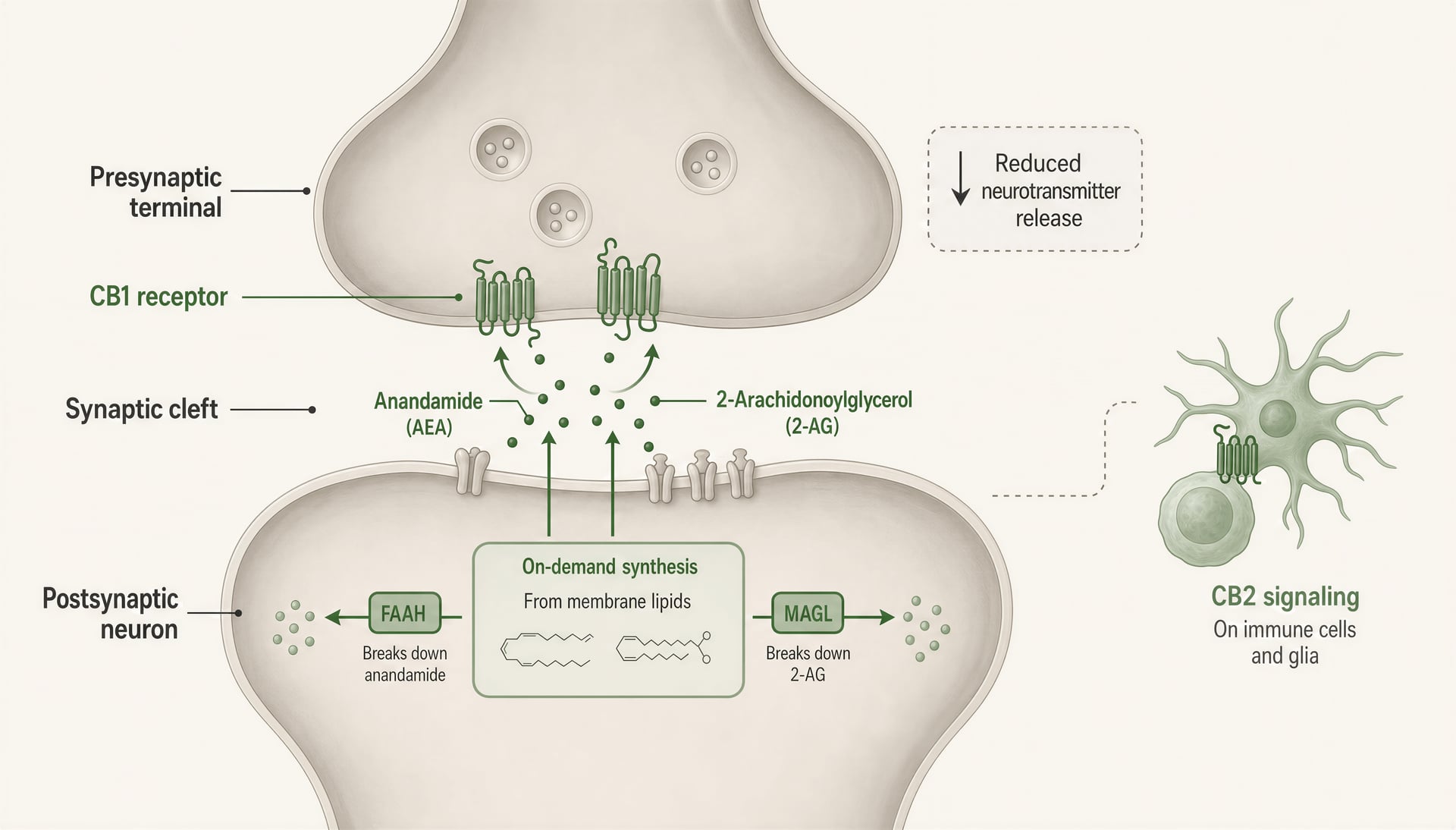 Diagram showing endocannabinoids traveling backward across a synapse to reduce neurotransmitter release.