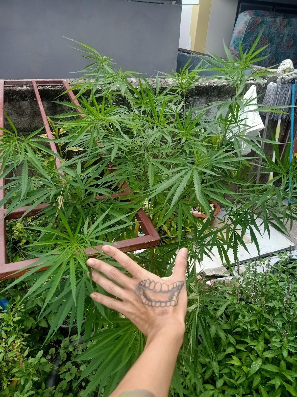 Weed Buffet CNX