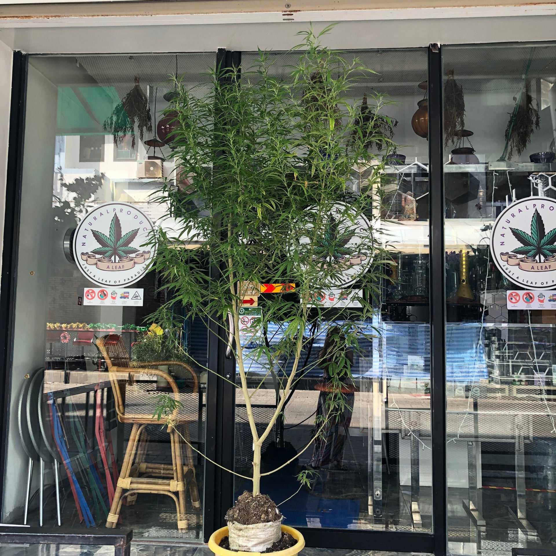 A Leaf Cannabis Dispensary Patong