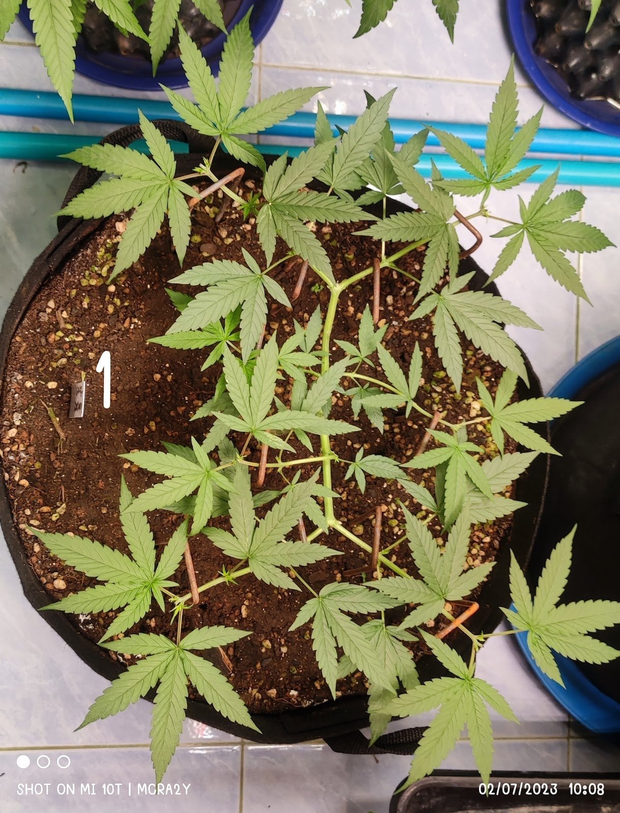 MTS Cannabis